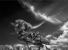 "An Offering" Organic, Abstract Sculpture, Wood Burl, Reclaimed Farm Equipment