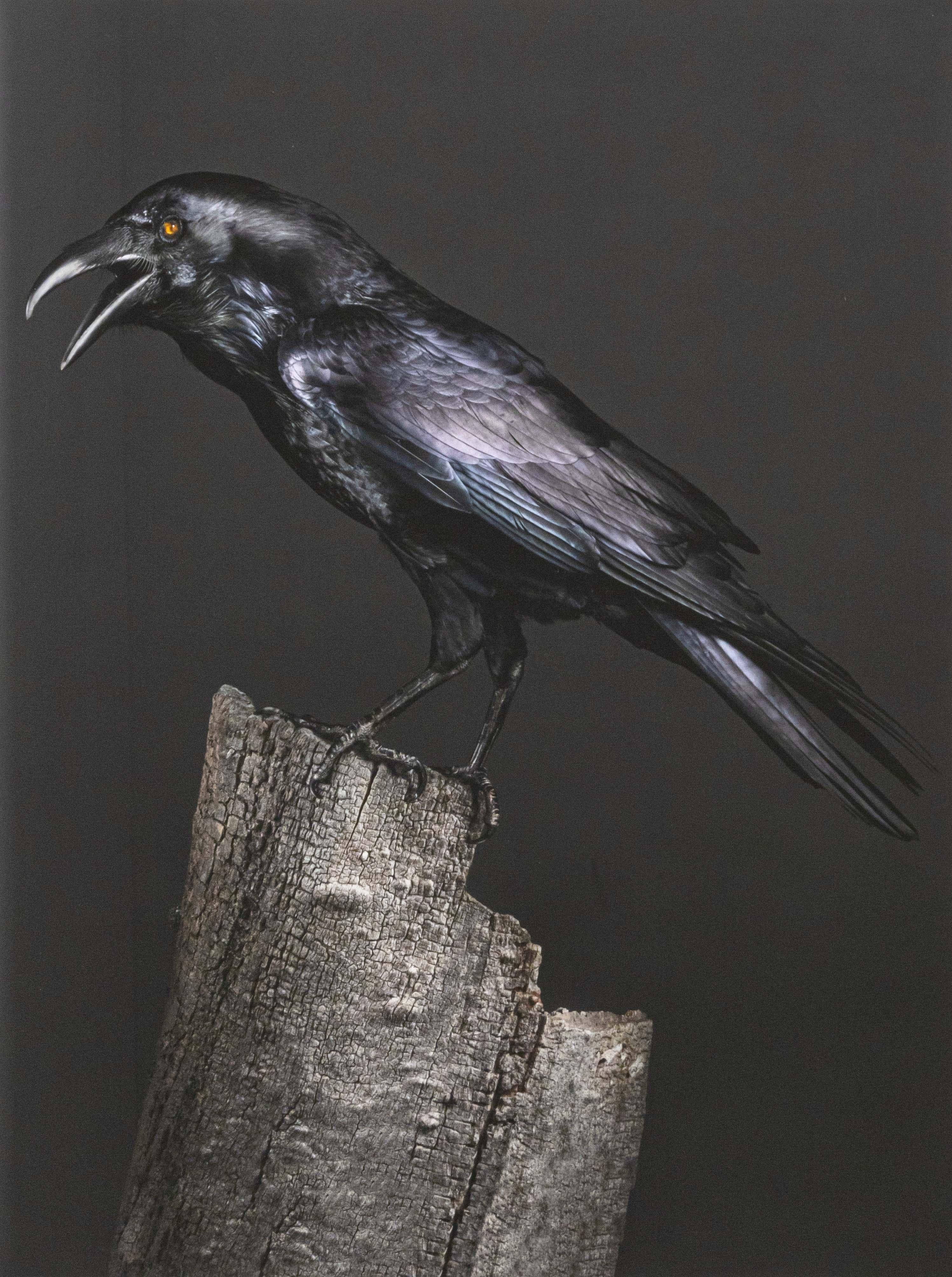 Peter Samuels Poe, der halbblinde Rabe Signierte Fotografie 3/100 Gerahmt 2015 (amerikanisch) im Angebot