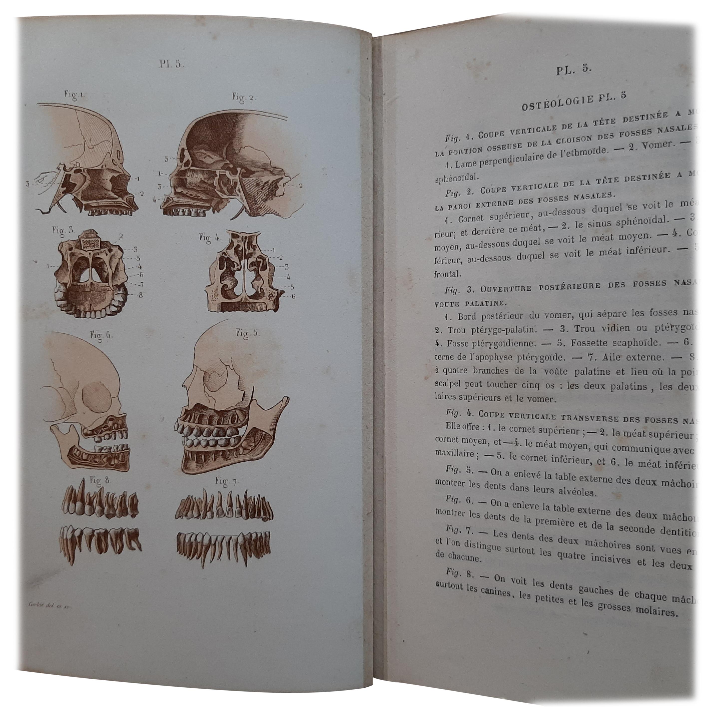 Petit Atlas Complet d'Anatomie Descriptive Du Corps Humain, 1879 For Sale
