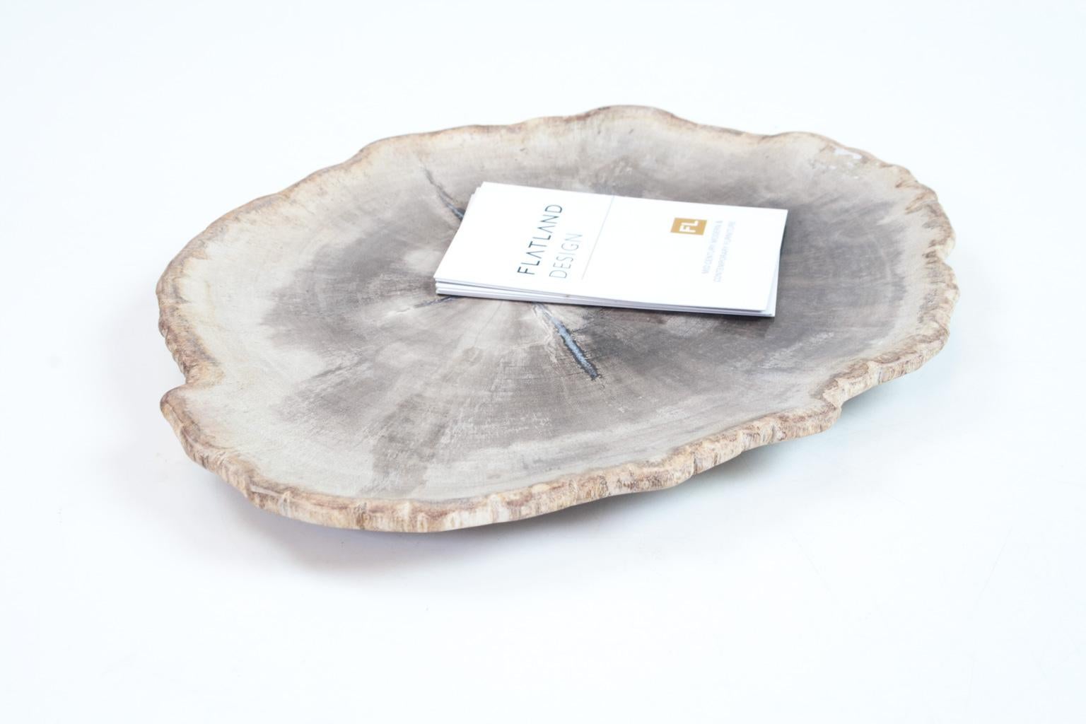 Indonesian Petit Petrified Wood Plate in Beige and Hard Coal, Accessory of Organic Origin For Sale