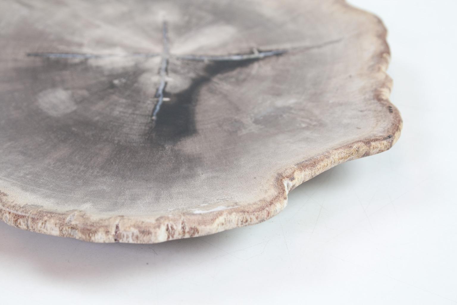 18th Century and Earlier Petit Petrified Wood Plate in Beige and Hard Coal, Accessory of Organic Origin For Sale