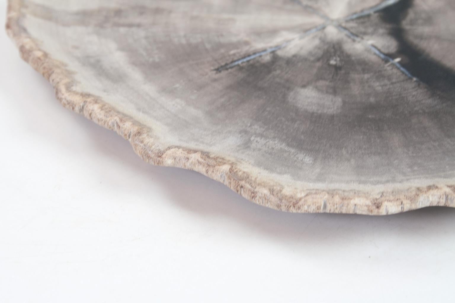 Stone Petit Petrified Wood Plate in Beige and Hard Coal, Accessory of Organic Origin For Sale