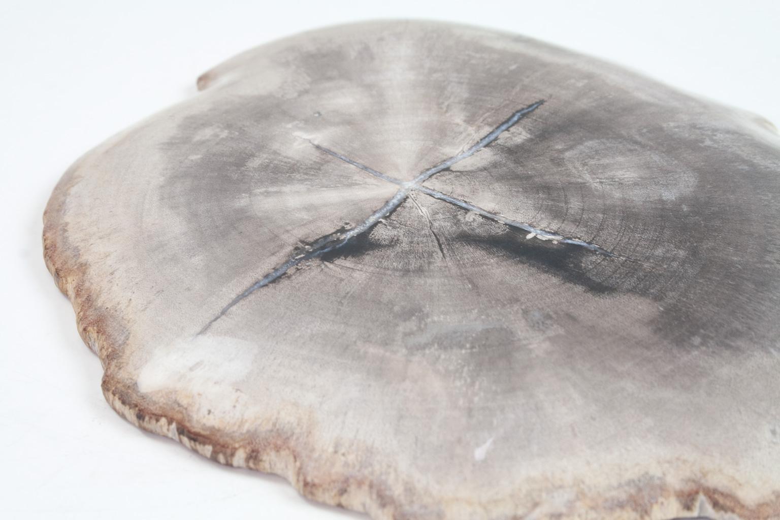 Petit Petrified Wood Plate in Beige and Hard Coal, Accessory of Organic Origin For Sale 1