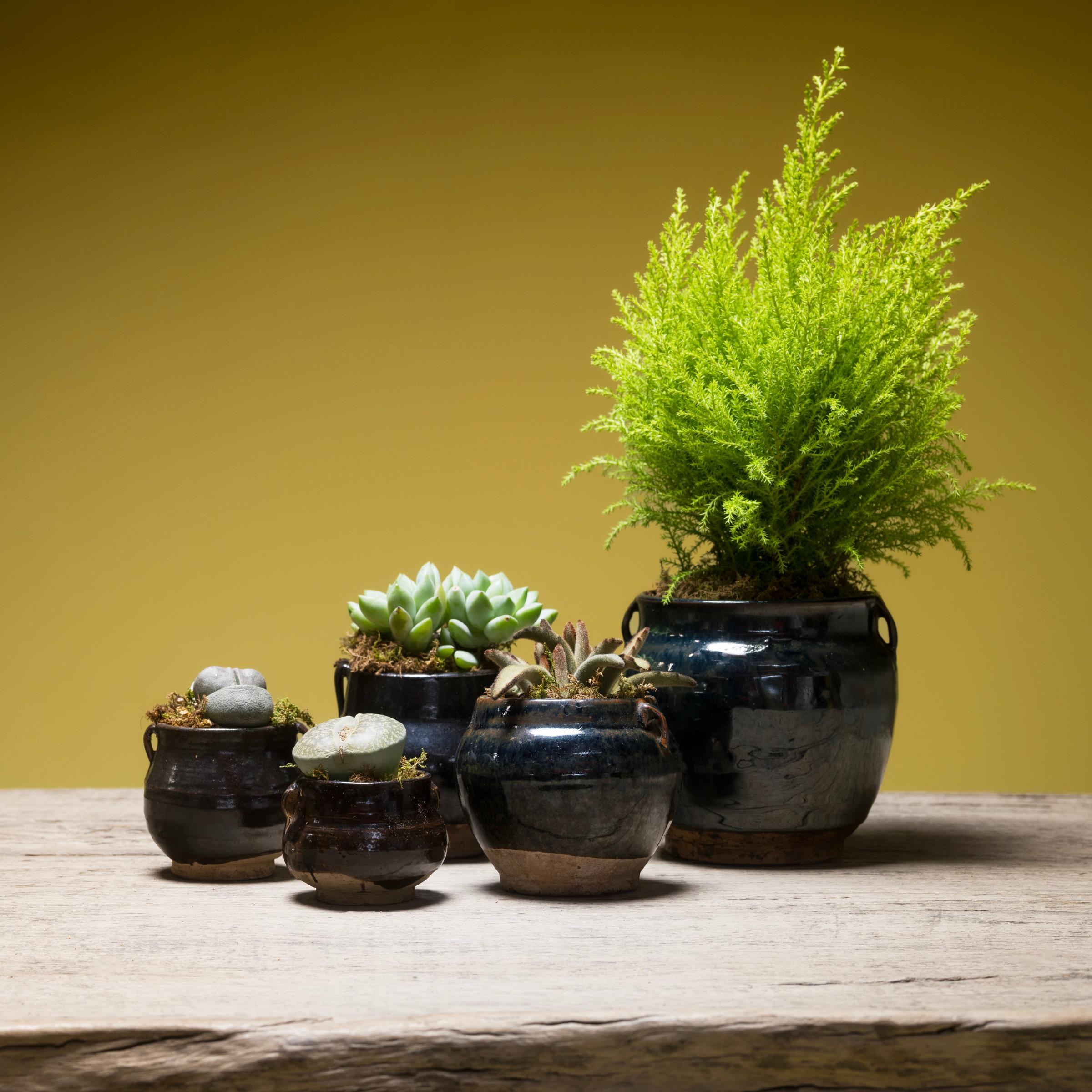 Petite Chinese Glazed Apothecary Jar, c. 1900 In Good Condition For Sale In Chicago, IL