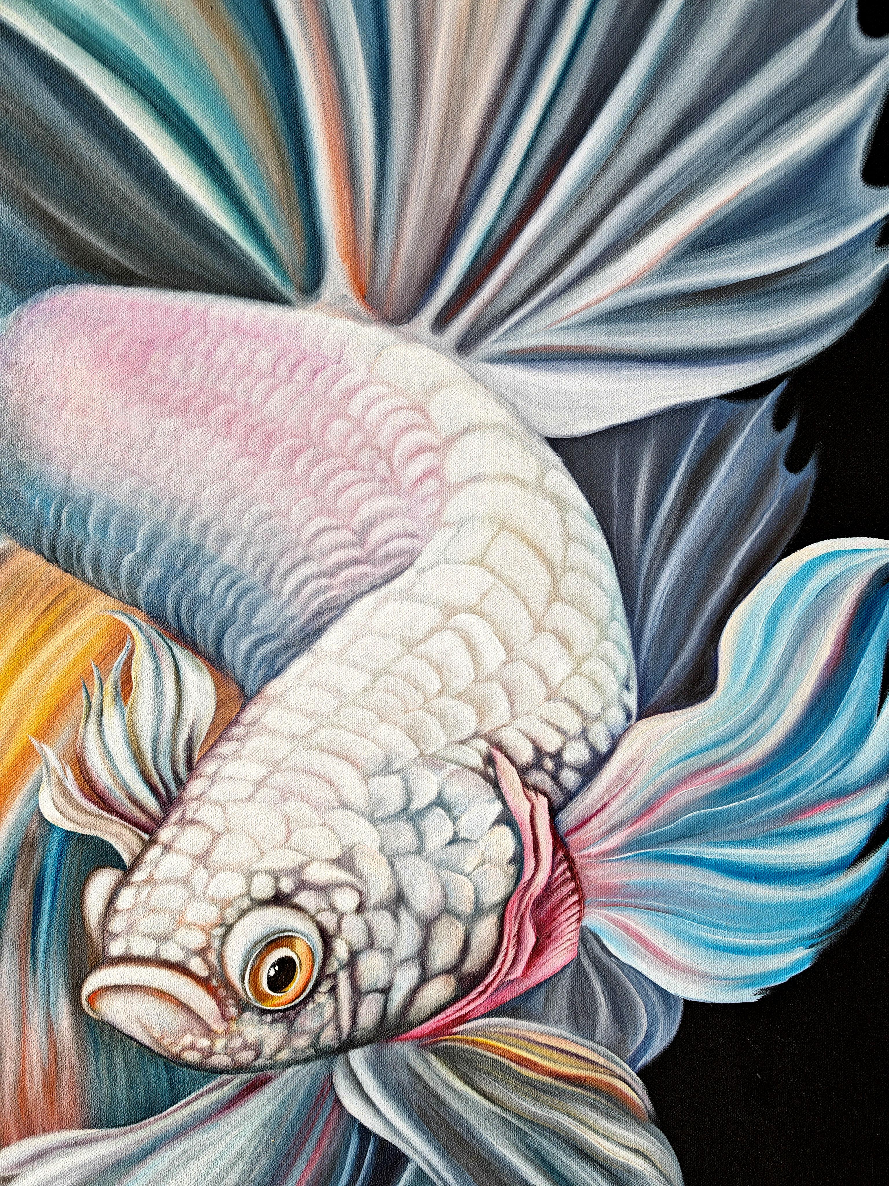 Blue betta For Sale 2