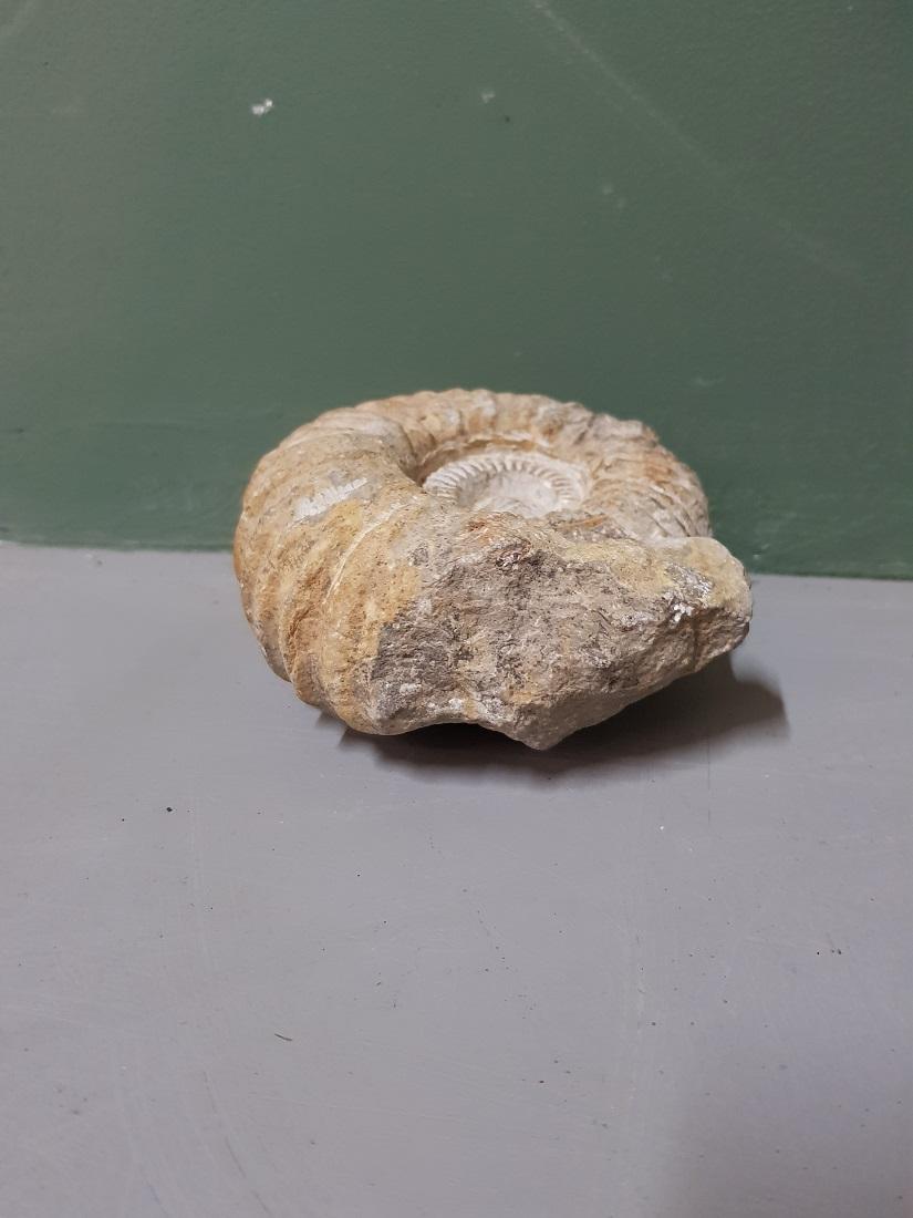 Original fossilized ammonite fossil from a French collection, these are marine animals that were found worldwide in large numbers in the late Paleozoic and throughout the Mesozoic. 

The measurements are:
Depth 5 cm/ 1.9 inch.
Width 12 cm/ 4.7