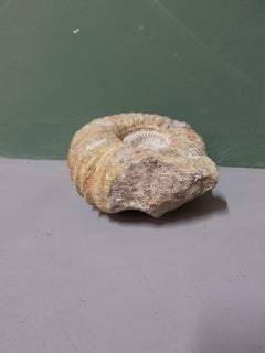 Petrified Ammonite Fossil