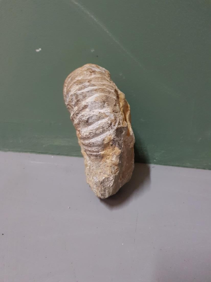 cast fossil