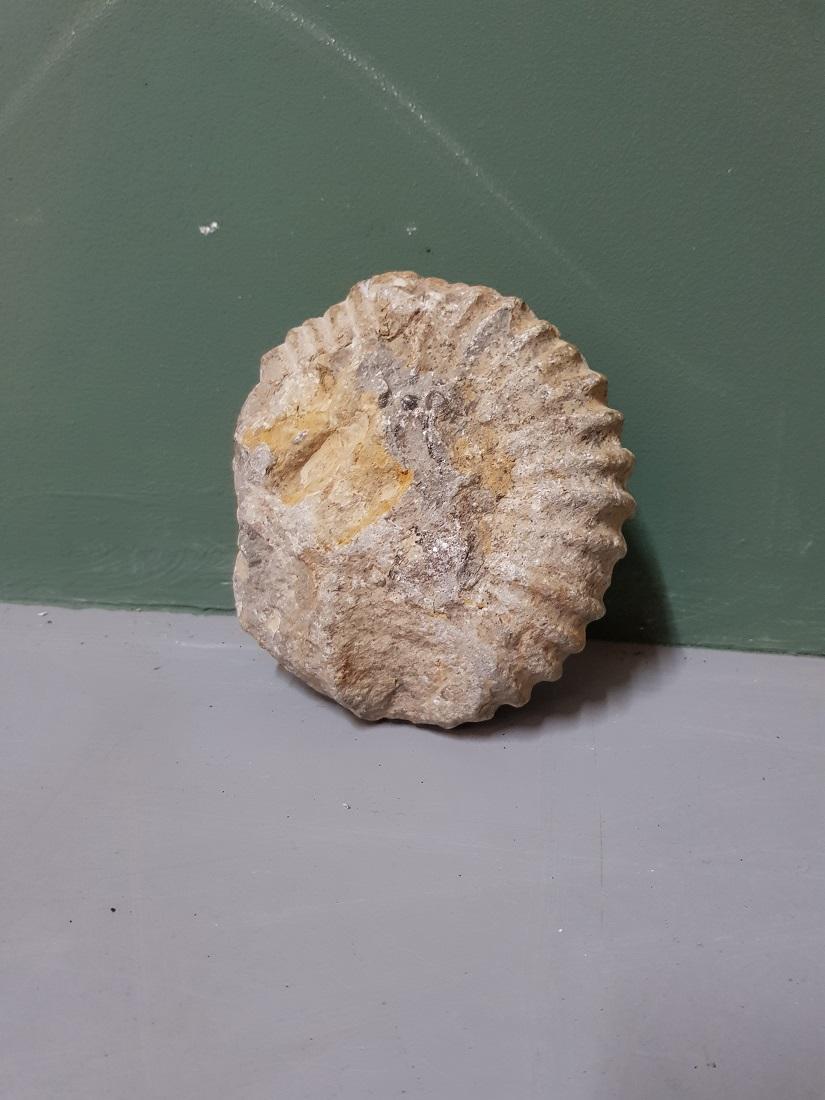 petrified fossil