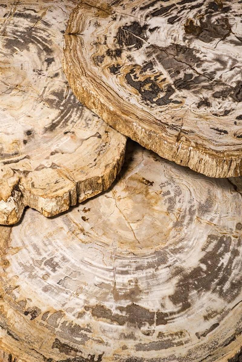 Petrified Wood Clear Slices Set of 3 Coffee Table For Sale 1