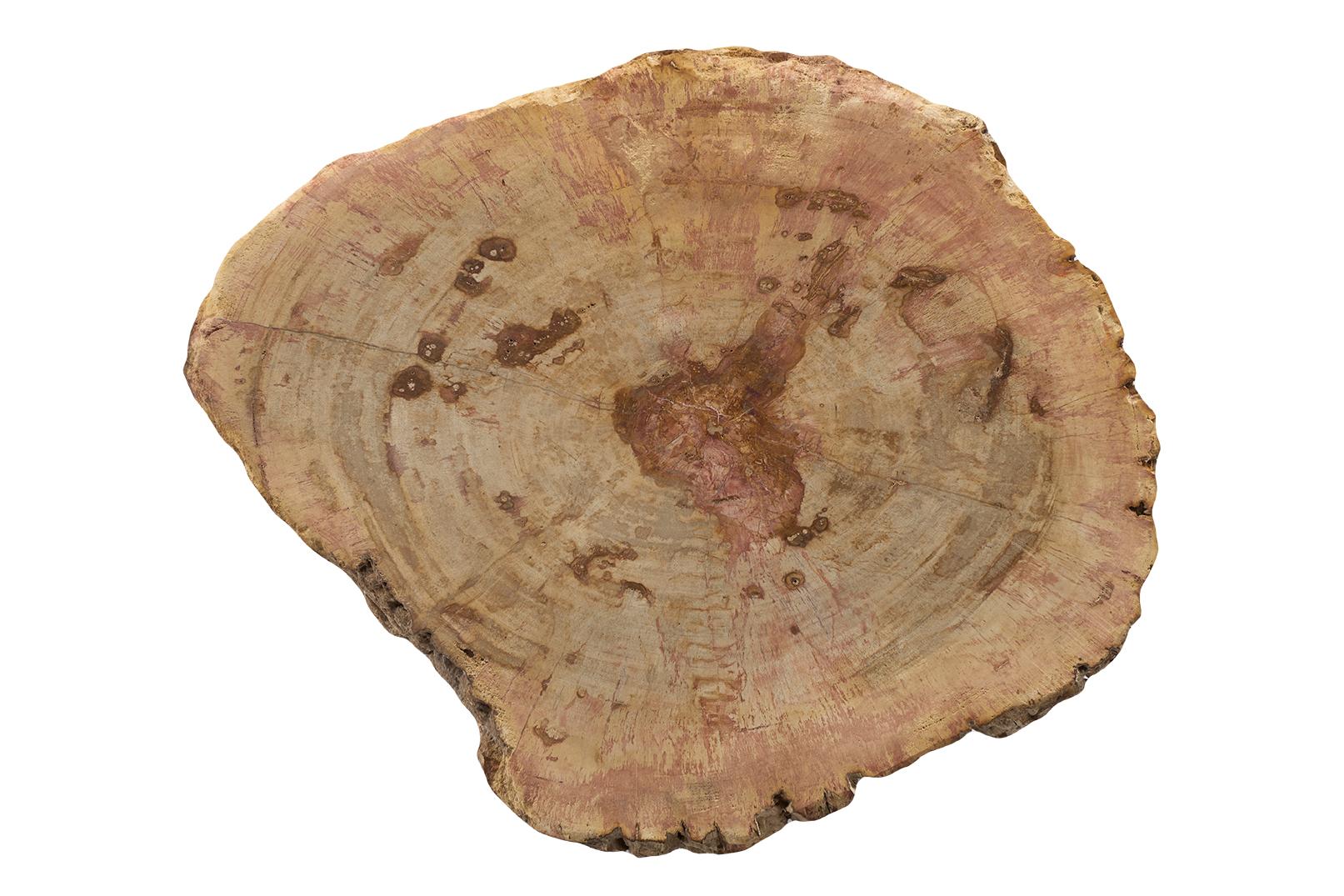 Table d'extrémité en bois pétrifié Bon état - En vente à Dallas, TX