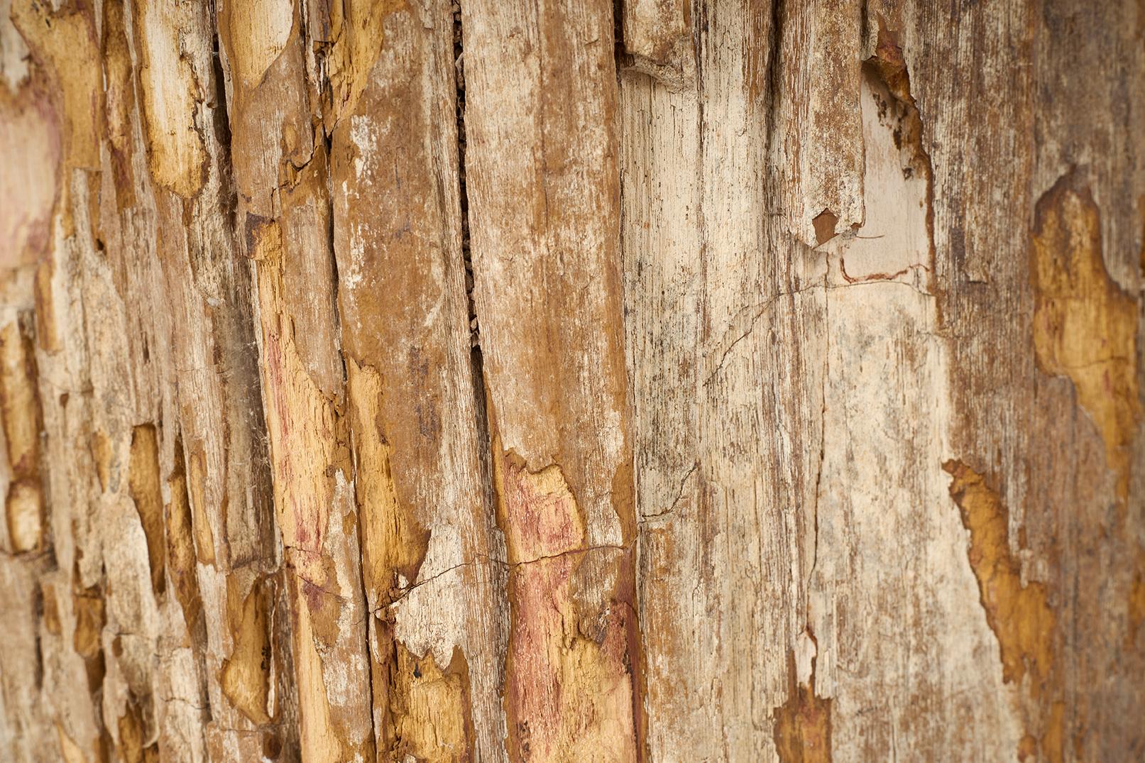 Bois fossilisé Table d'extrémité en bois pétrifié en vente