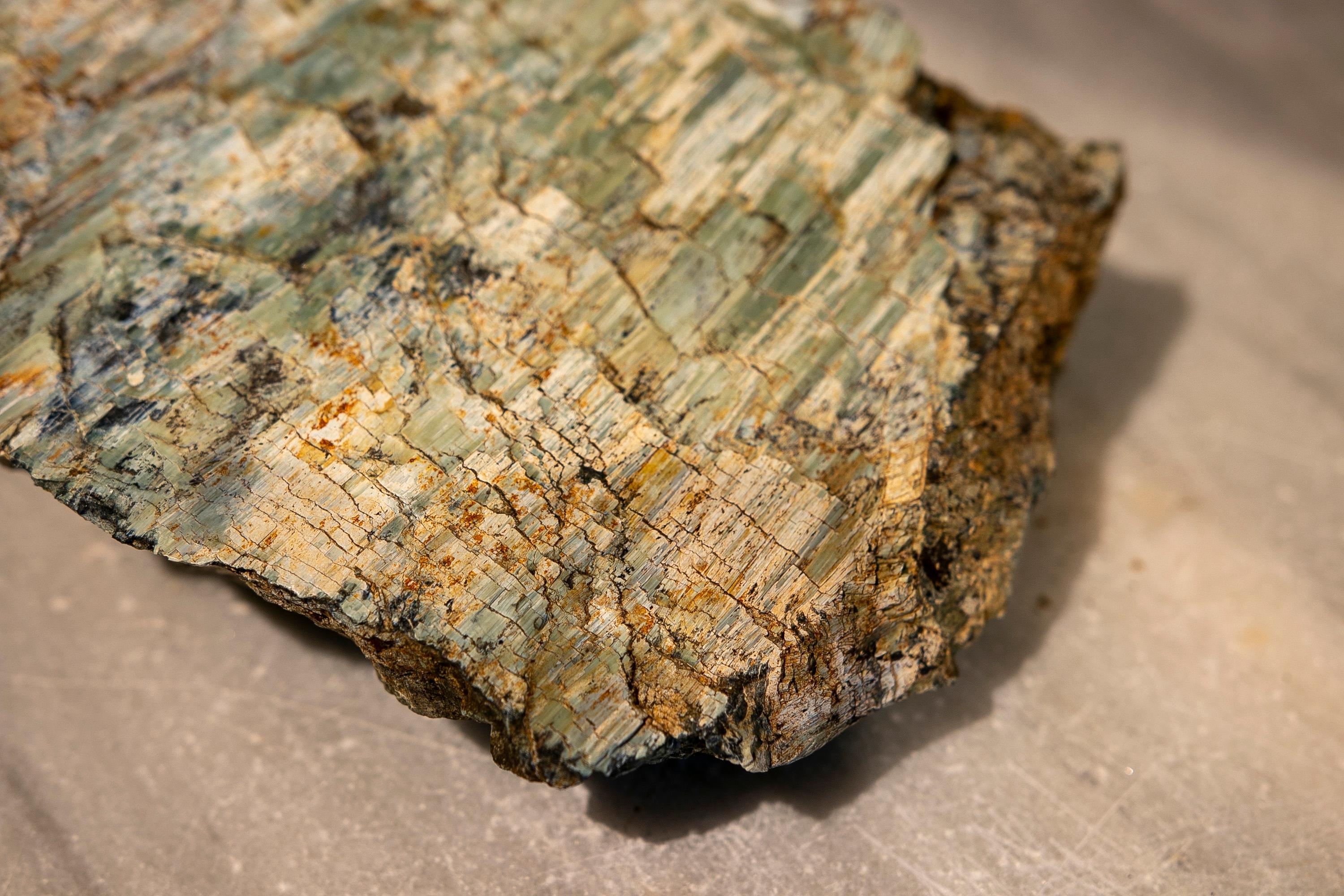 Petrified Tree Fossil in Greenish Colours 4