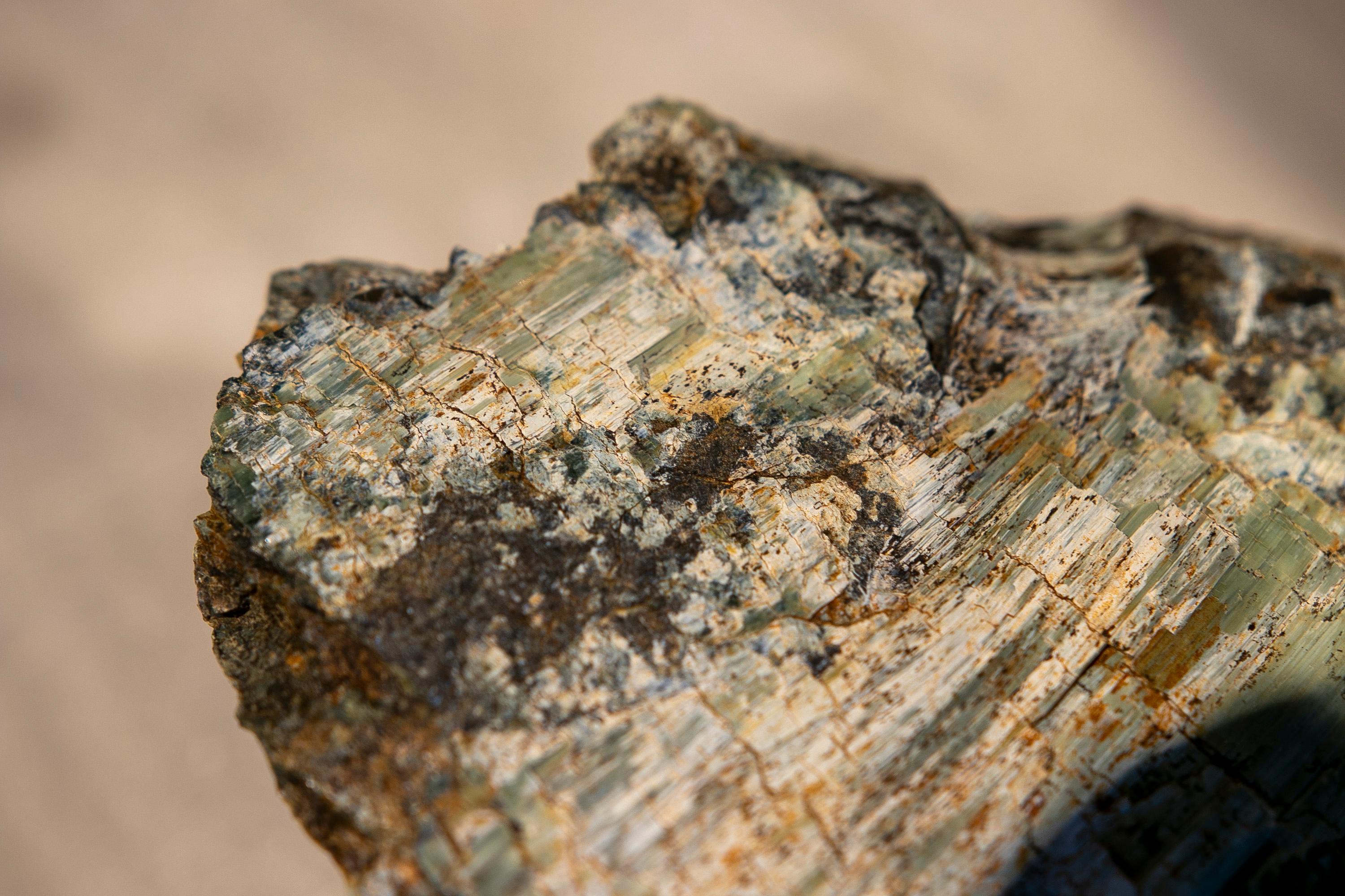 Petrified Tree Fossil in Greenish Colours 5