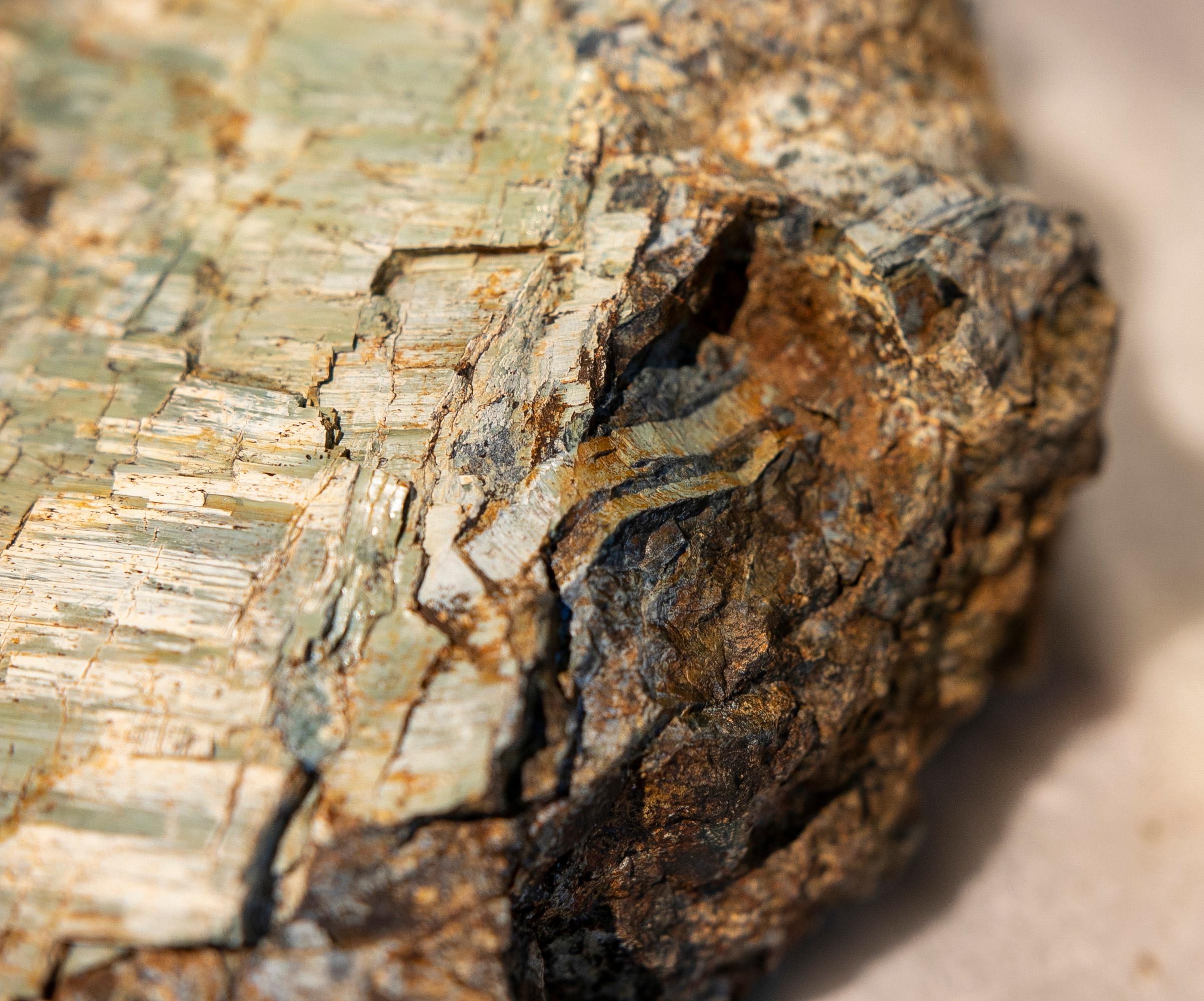 Petrified Tree Fossil in Greenish Colours 6