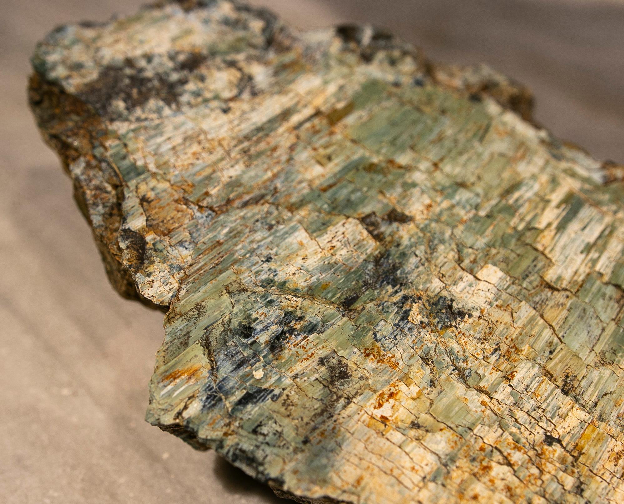 Petrified Tree Fossil in Greenish Colours 7