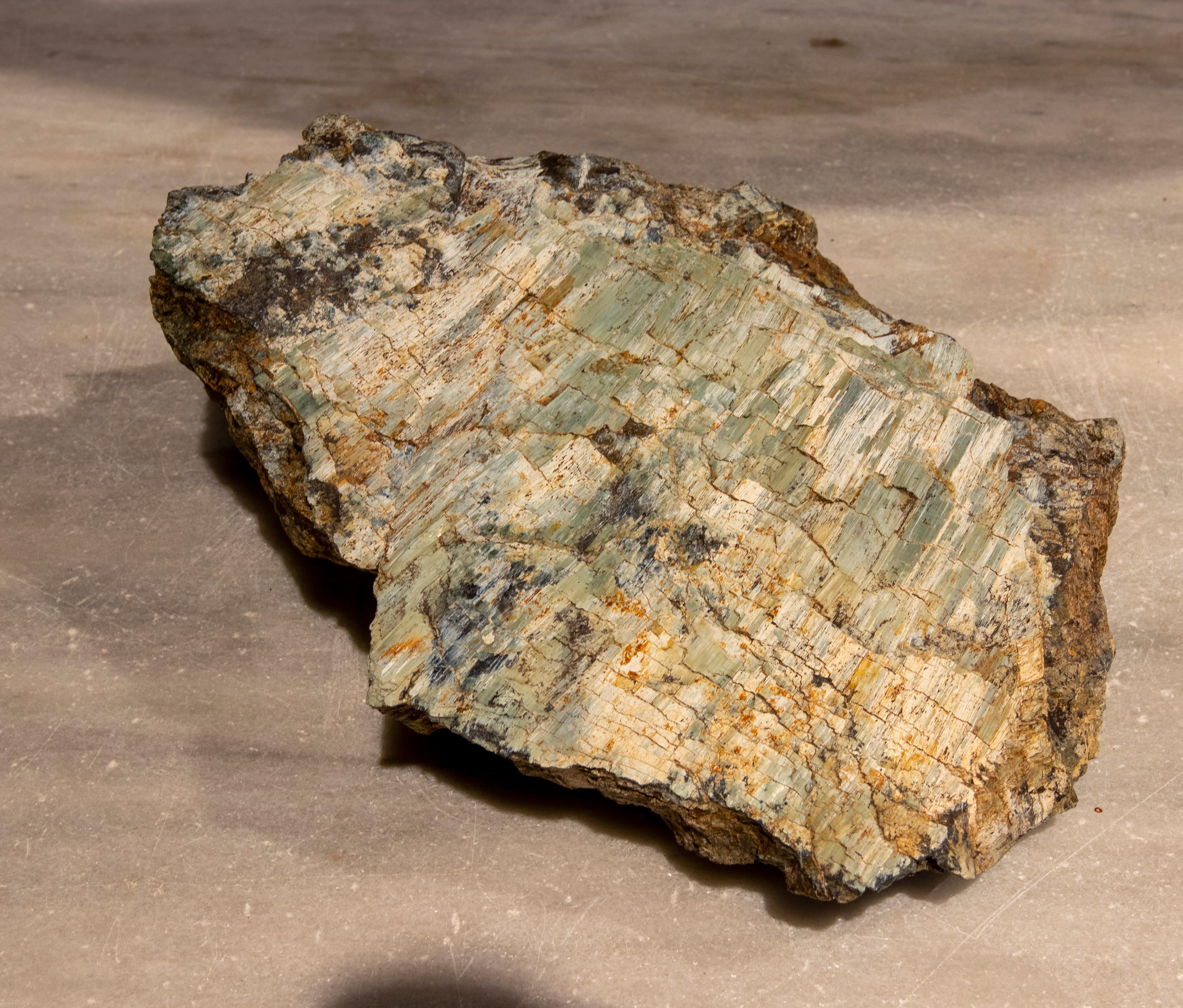 Petrified tree fossil in greenish colours.
