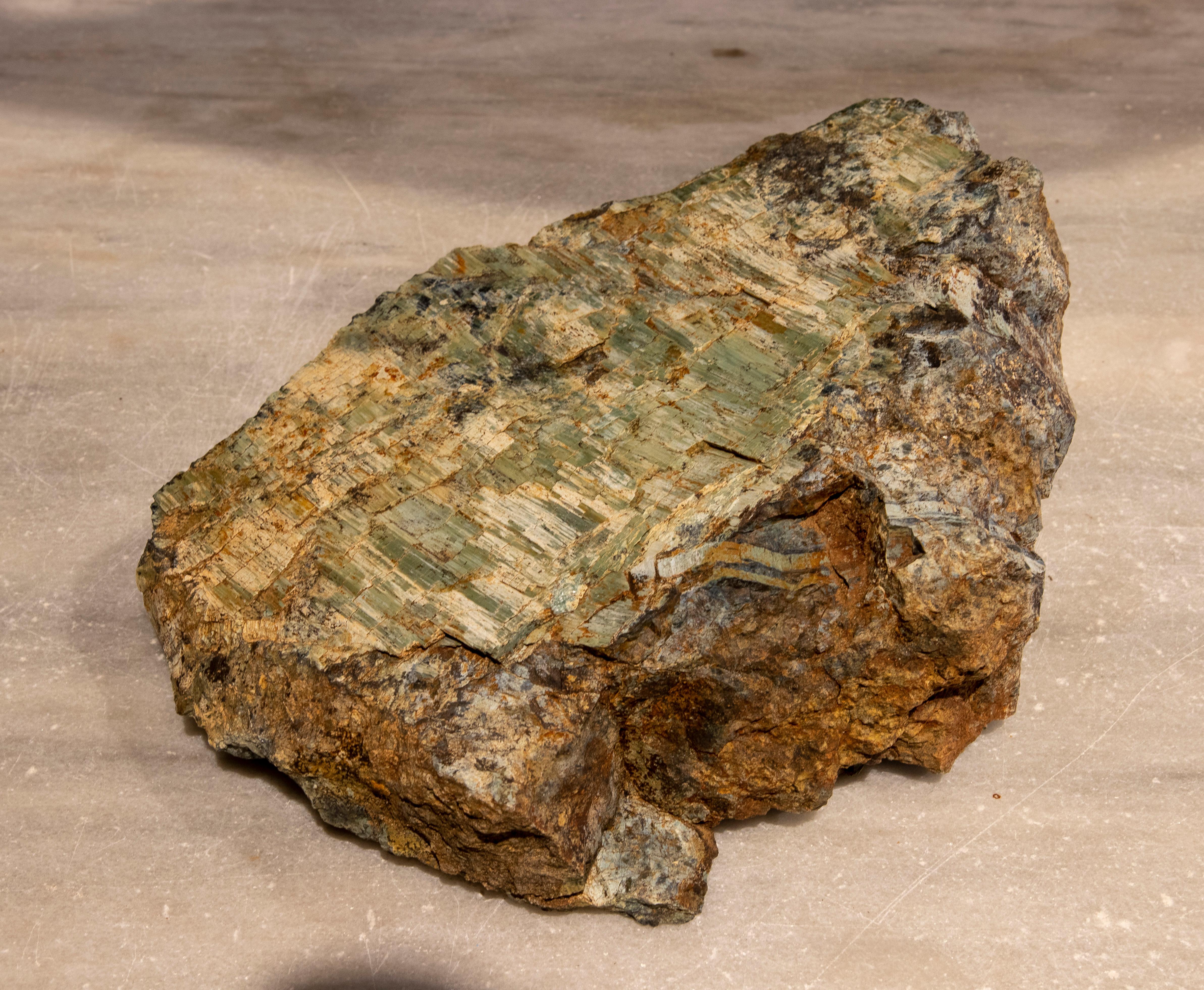 European Petrified Tree Fossil in Greenish Colours