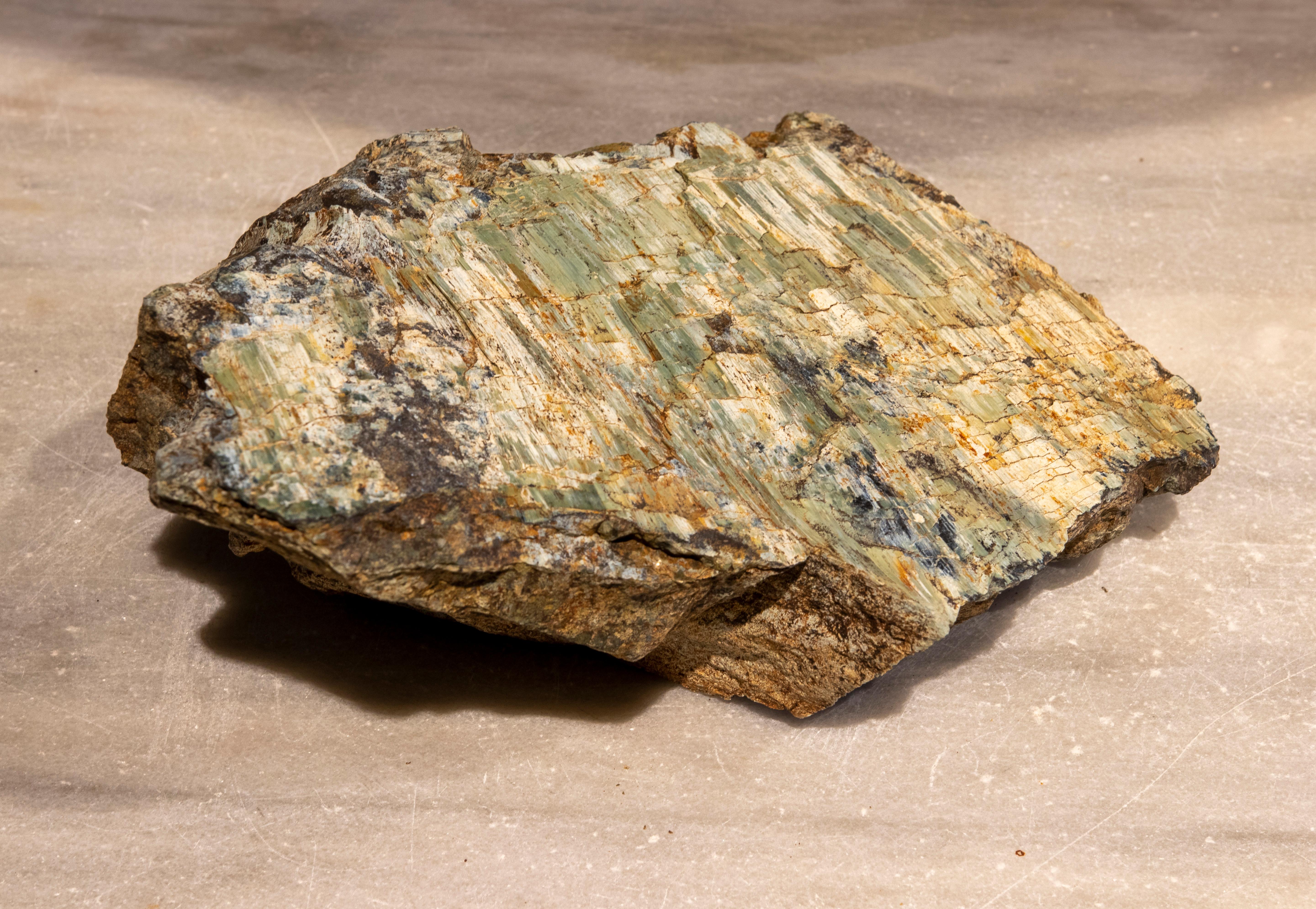 Petrified Wood Petrified Tree Fossil in Greenish Colours