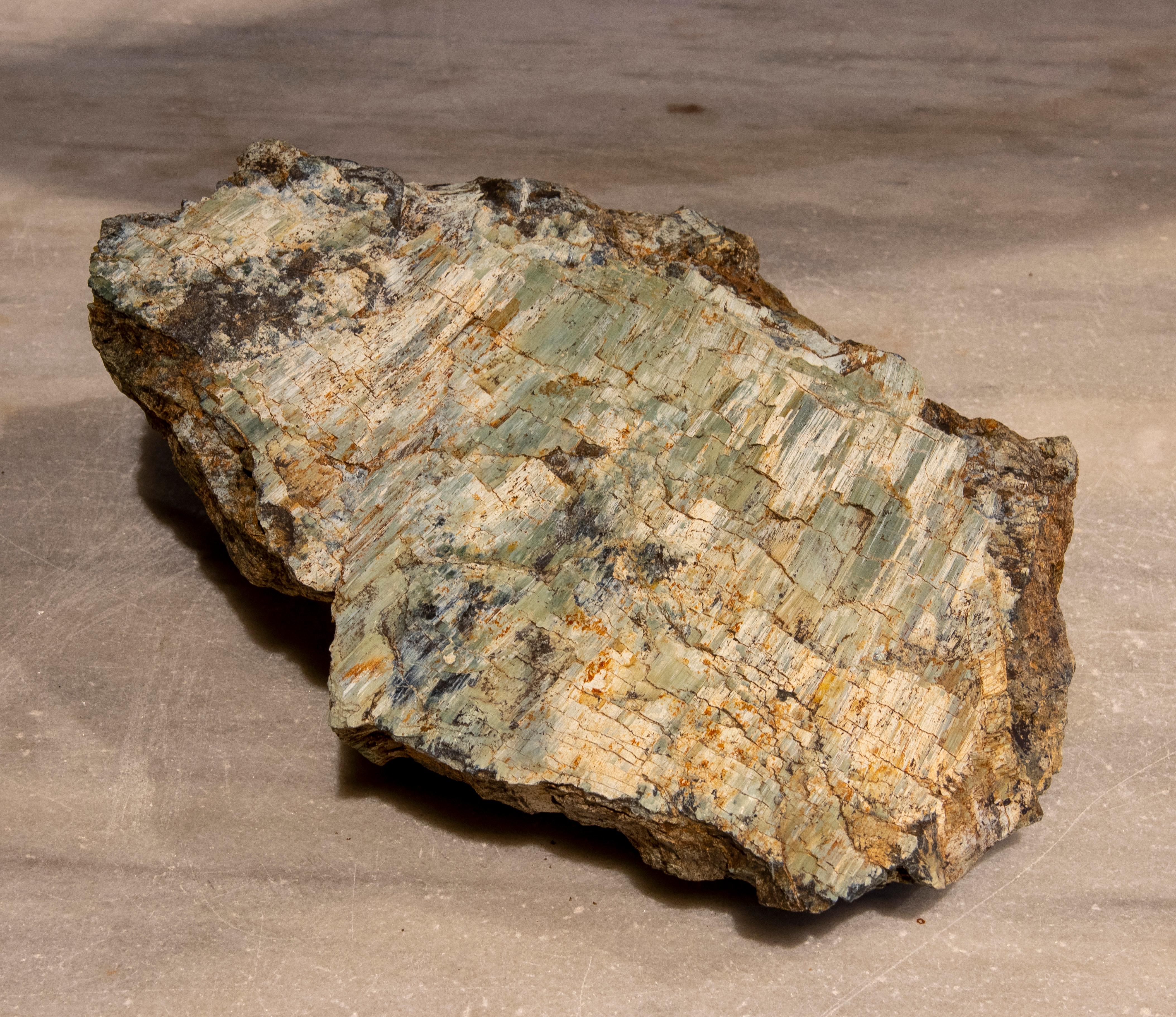 Petrified Tree Fossil in Greenish Colours 1