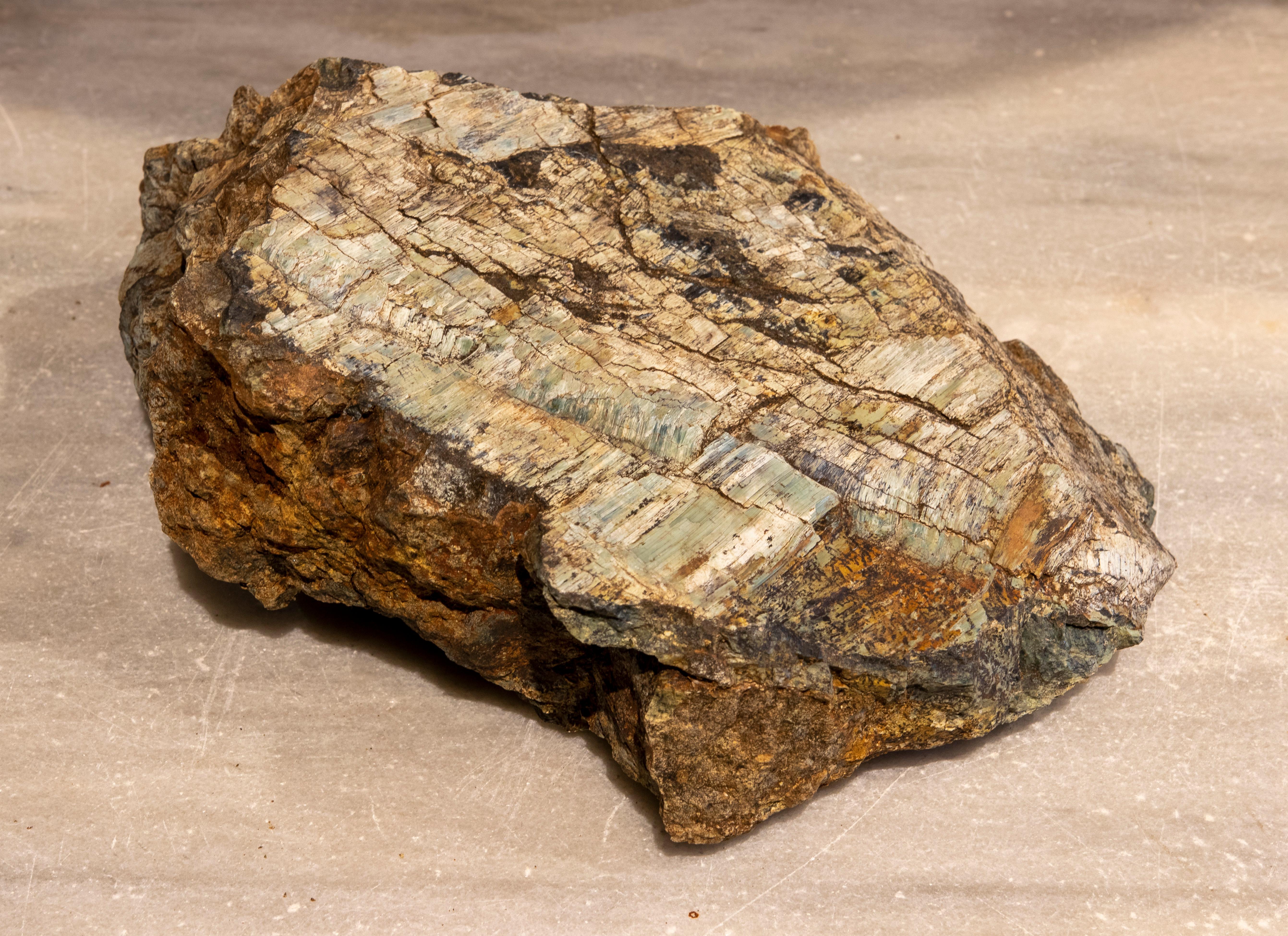 Petrified Tree Fossil in Greenish Colours 2