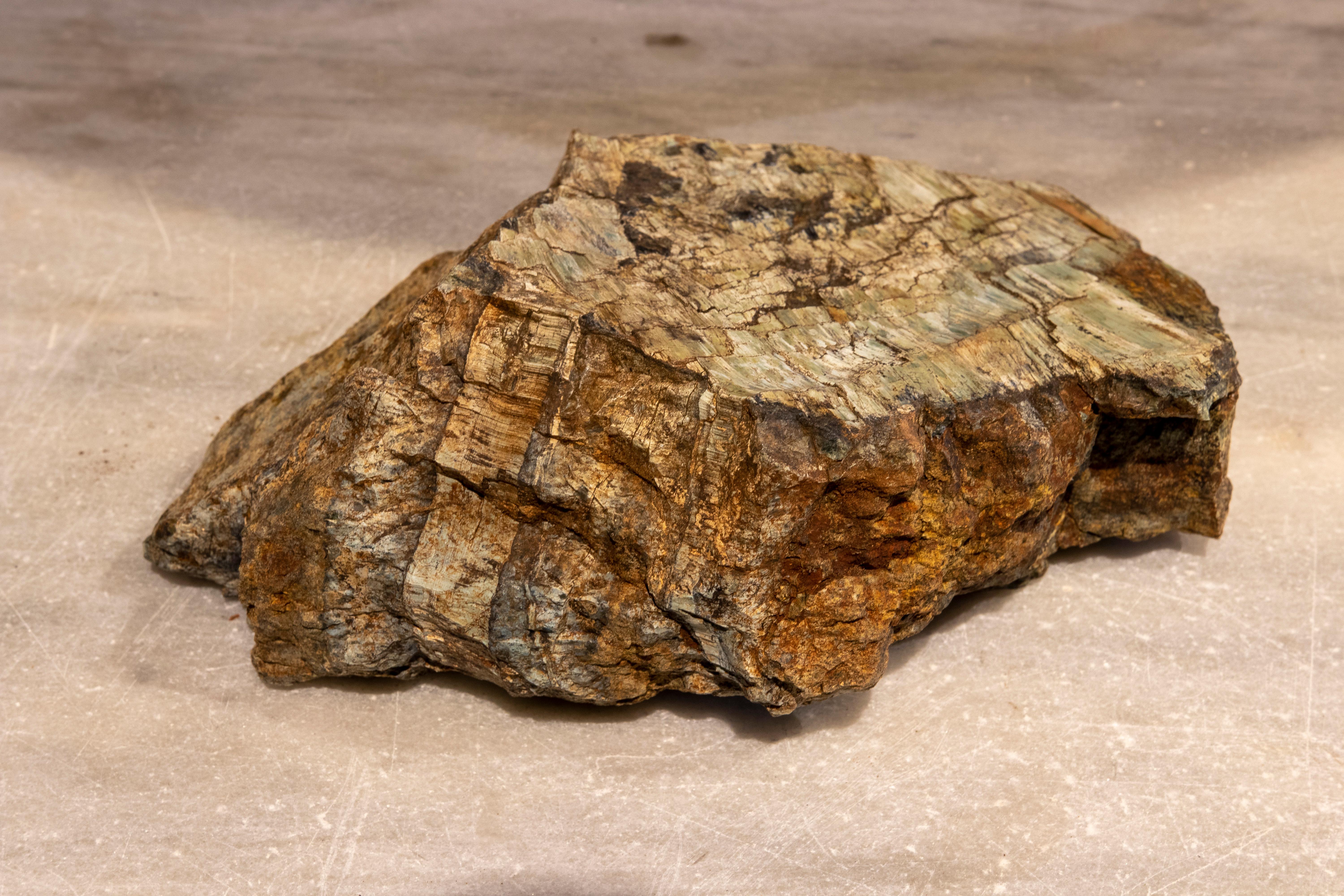 Petrified Tree Fossil in Greenish Colours 3