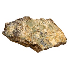 Petrified Tree Fossil in Greenish Colours