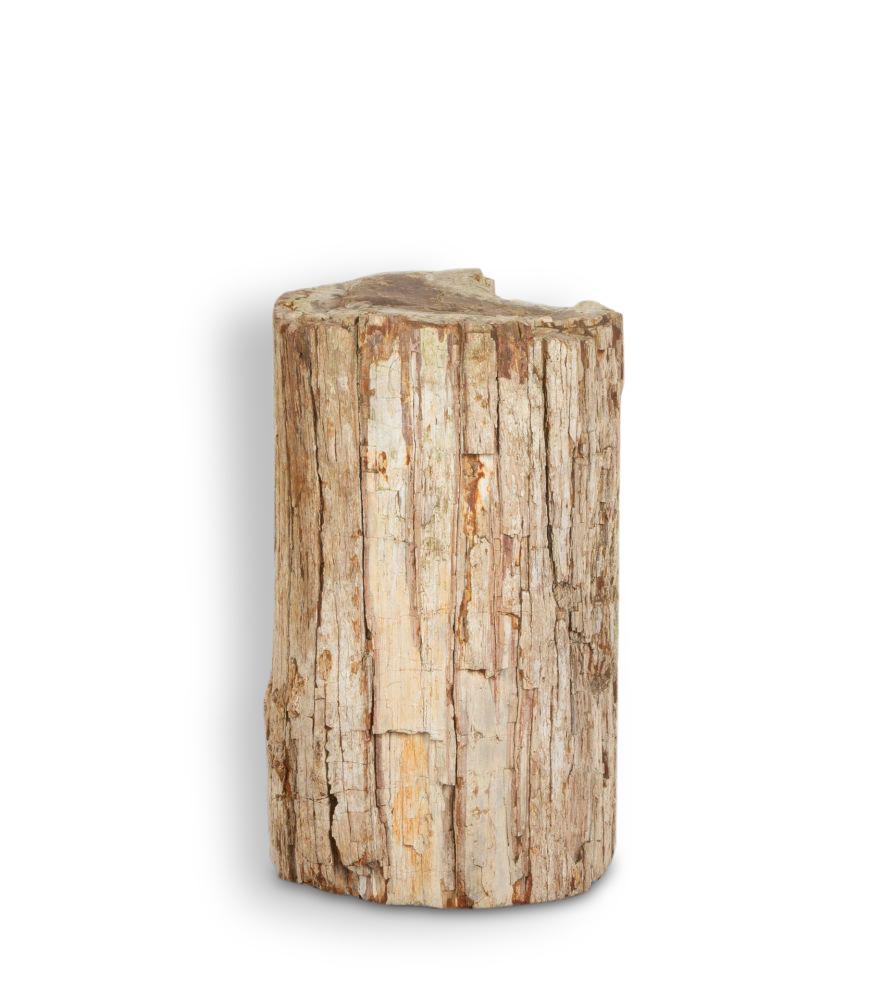 Magnifique souche de bois fossilisé de singe Arancari Puzzle datant de 20 millions d'années. 

Les anneaux aux inclusions de quartz ou à la barre d'orinetal présentent des nuances de fer et de rouge.