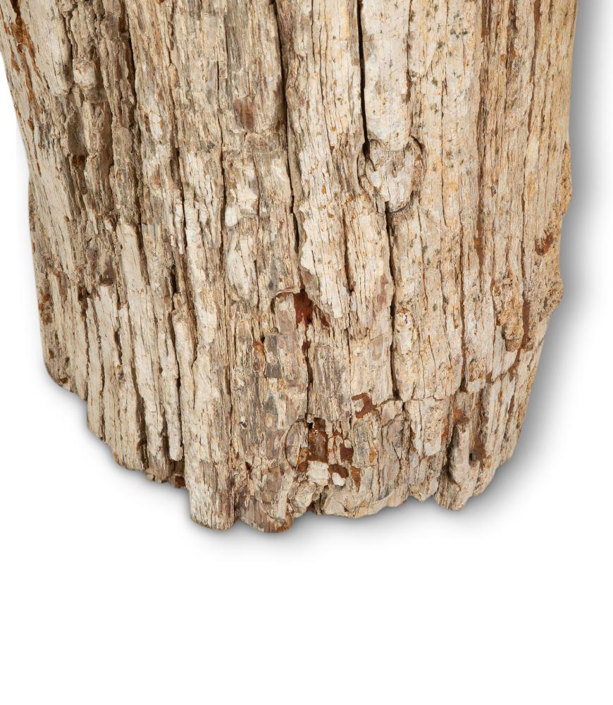 Nord-africain Stump d'arbre pétrifié