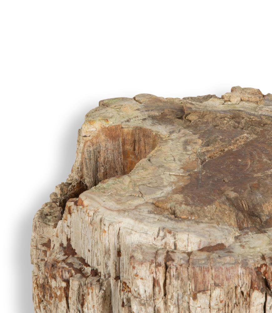 Stump d'arbre pétrifié Bon état à Tetbury, Gloucestershire