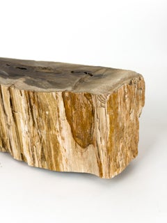 Petrified Wood — A Natural Sculpture Formed Over Millions of Years