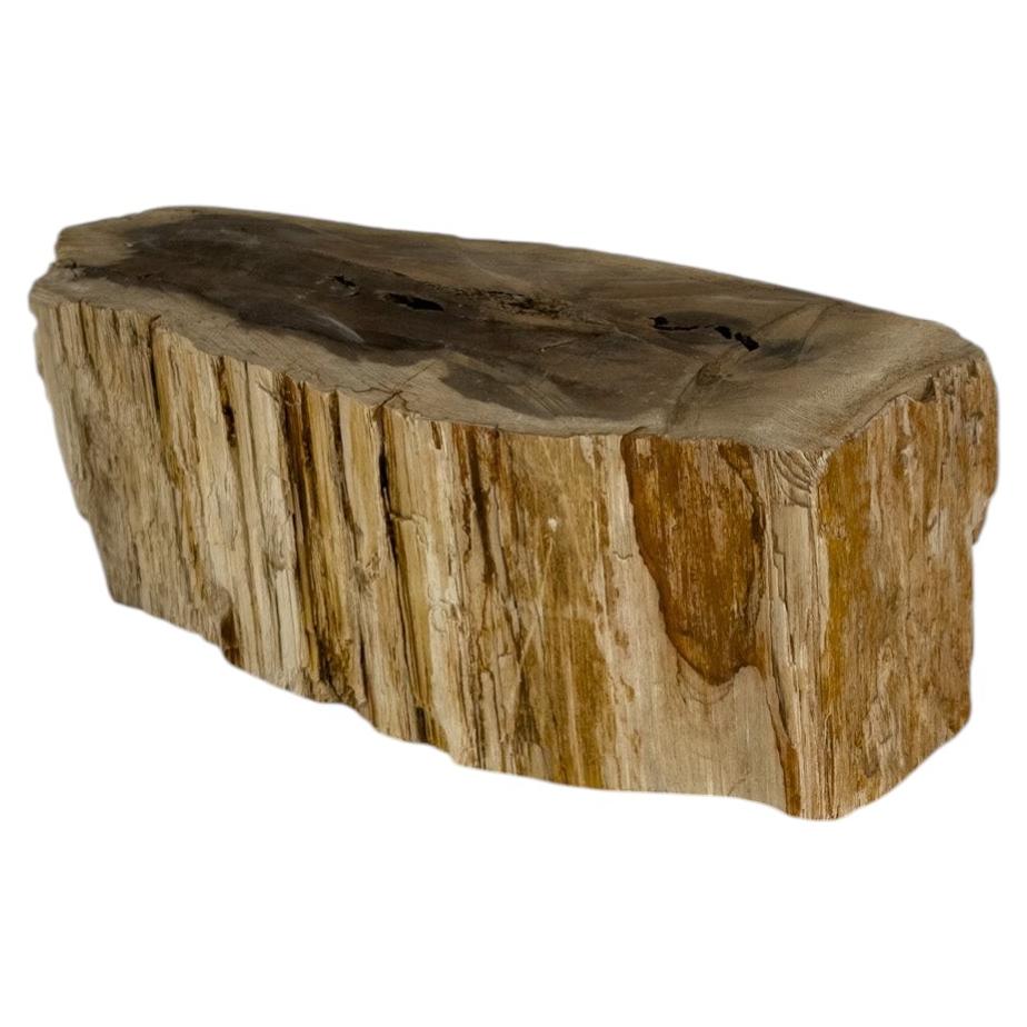 Petrified Wood — A Natural Sculpture Formed Over Millions of Years