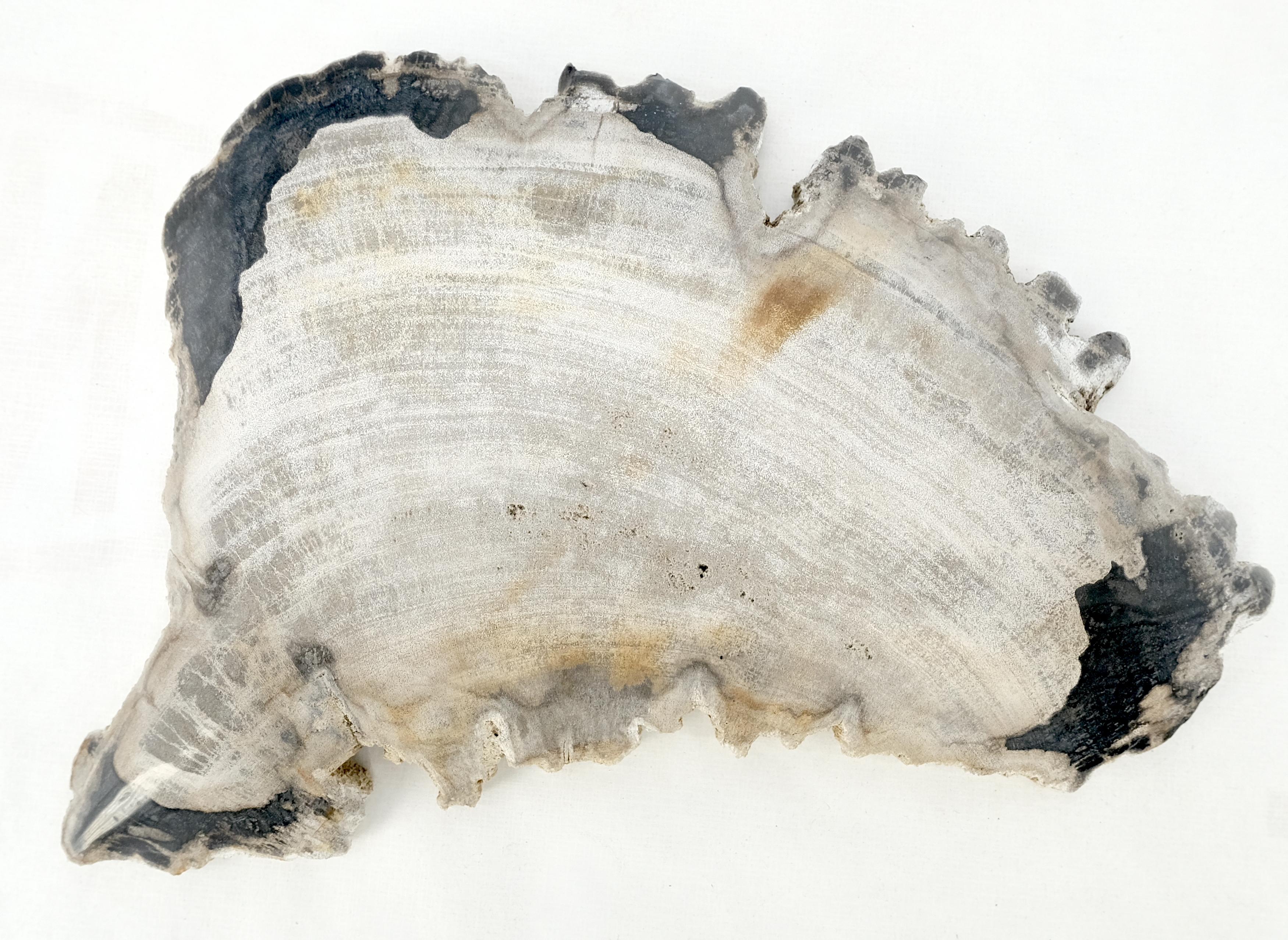 Großer Aschenbecher aus versteinertem Holz in Antarctica-Form aus massivem schwarzem und braunem und braunem Holz im Zustand „Hervorragend“ im Angebot in Rockaway, NJ