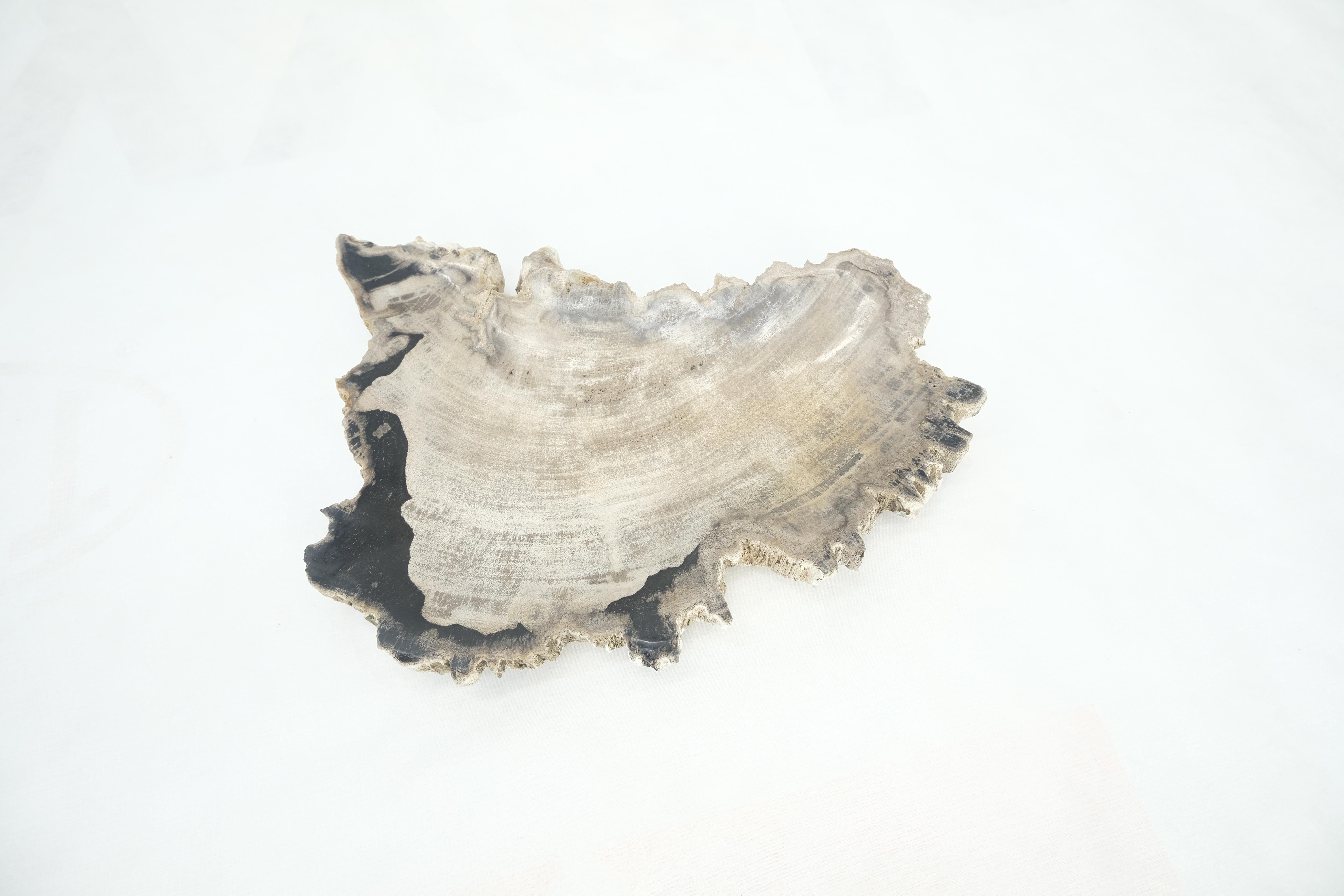 Petrified Wood Antarctica Shape Solid Black & Tanl Bowl Dish Large Plate Ashtray For Sale 2
