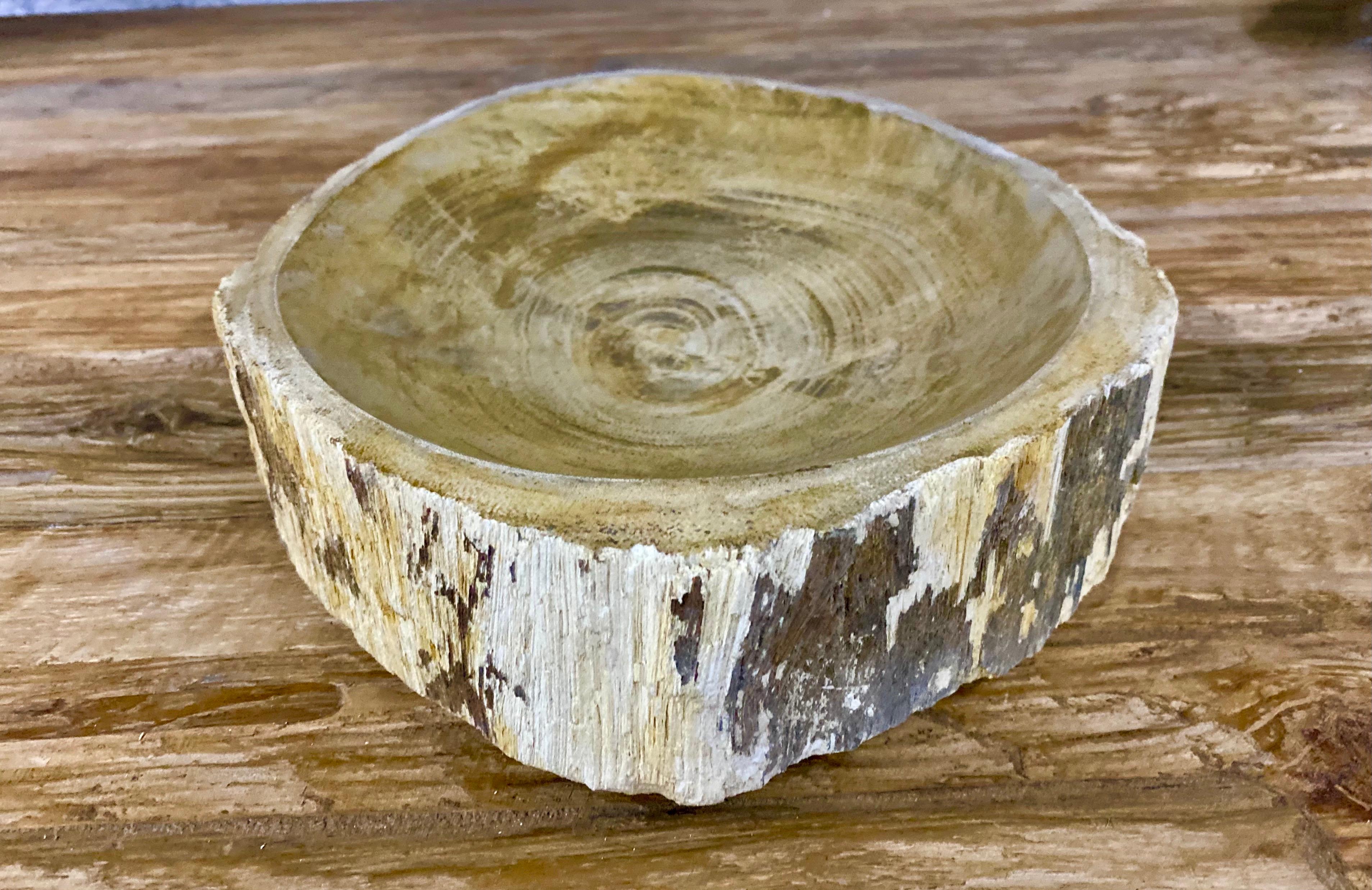 Beautiful petrified wood bowl in absolute top quality with polished basin. A great looking natural coloration in beige, brown and grey tones. This outstanding bowl has been elaborately worked out of petrified wood impressing with a nice shape and