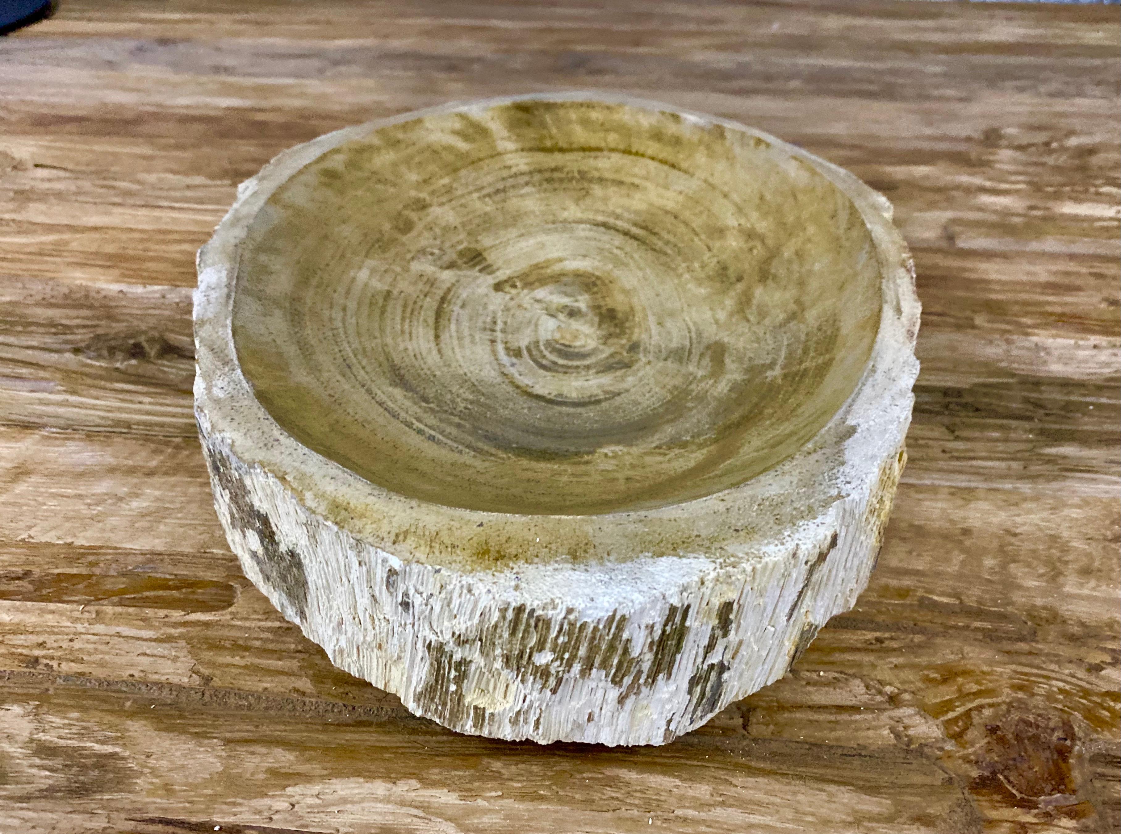 Indonesian Petrified Wood Bowl in Beige/ Brown/ Grey Tones, Top Quality