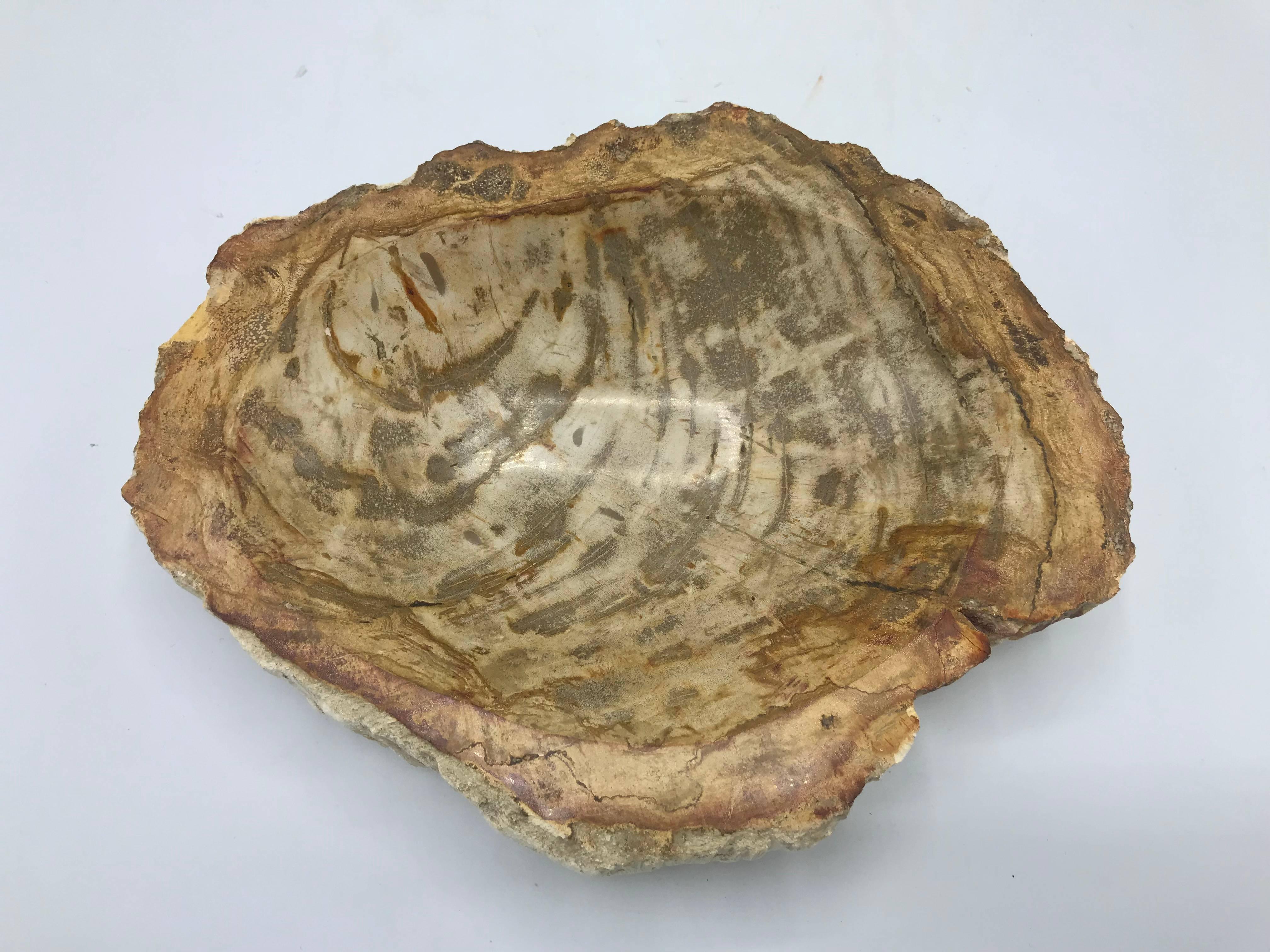 Prehistoric Petrified Wood Catchall Dish with Raw Edging For Sale