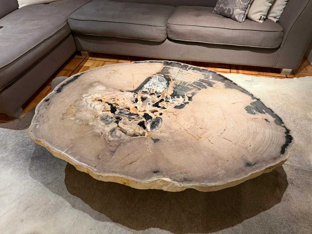 Organic Modern Petrified Wood Center or Coffee Table, Natural Shape and Metal Base, Meocene era For Sale