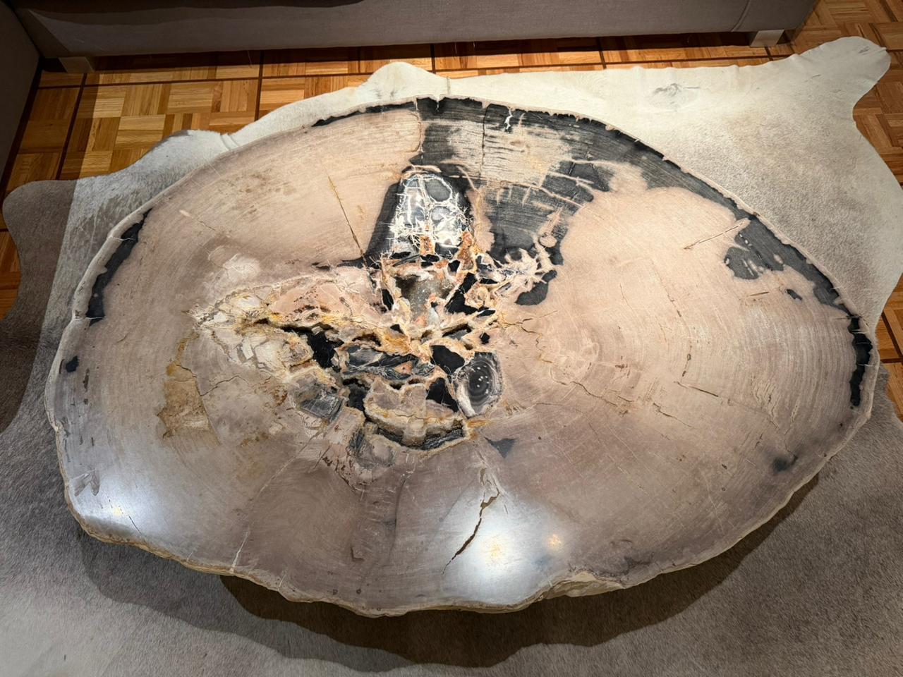 Mexican Petrified Wood Center or Coffee Table, Natural Shape and Metal Base, Meocene era For Sale