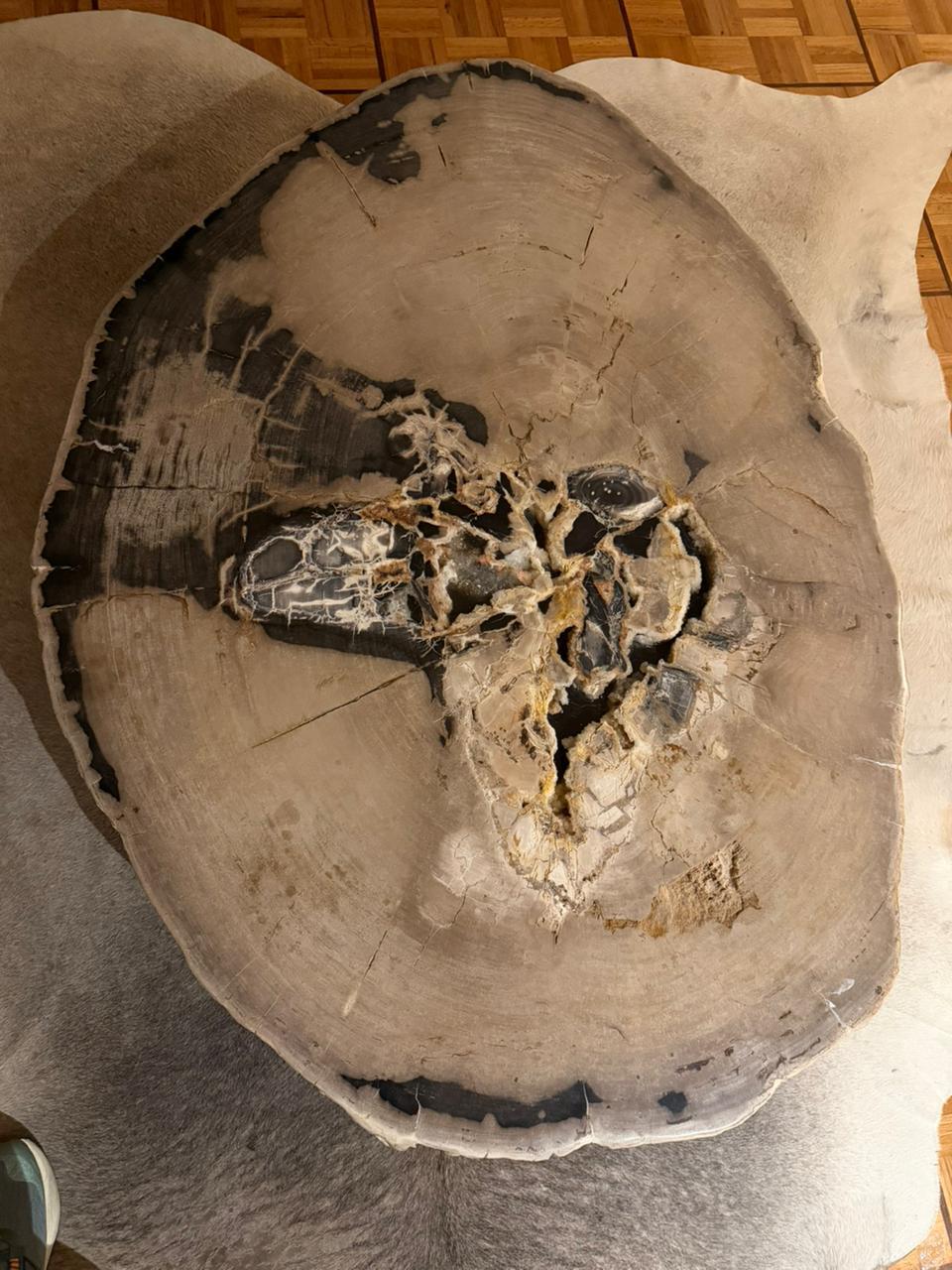 Polished Petrified Wood Center or Coffee Table, Natural Shape and Metal Base, Meocene era For Sale
