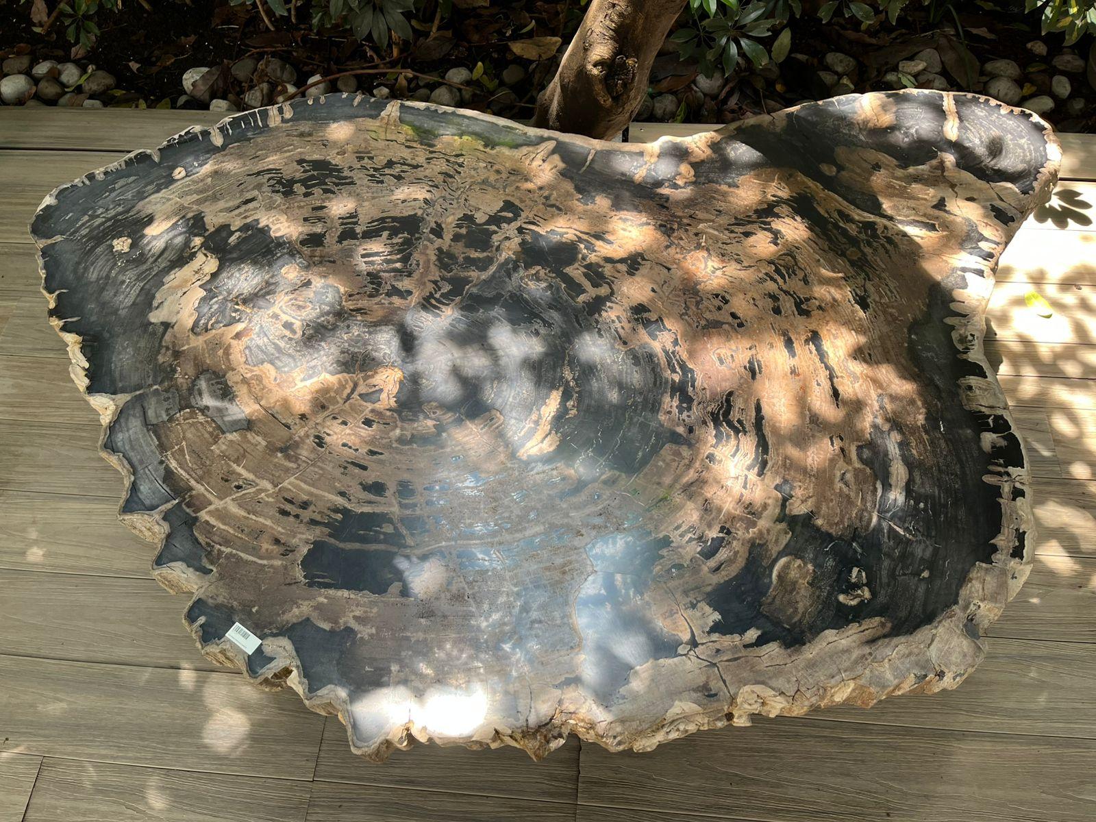 Organic Modern Petrified Wood Center or Coffee Table, Natural Shape and Metal Base, Miocene Era