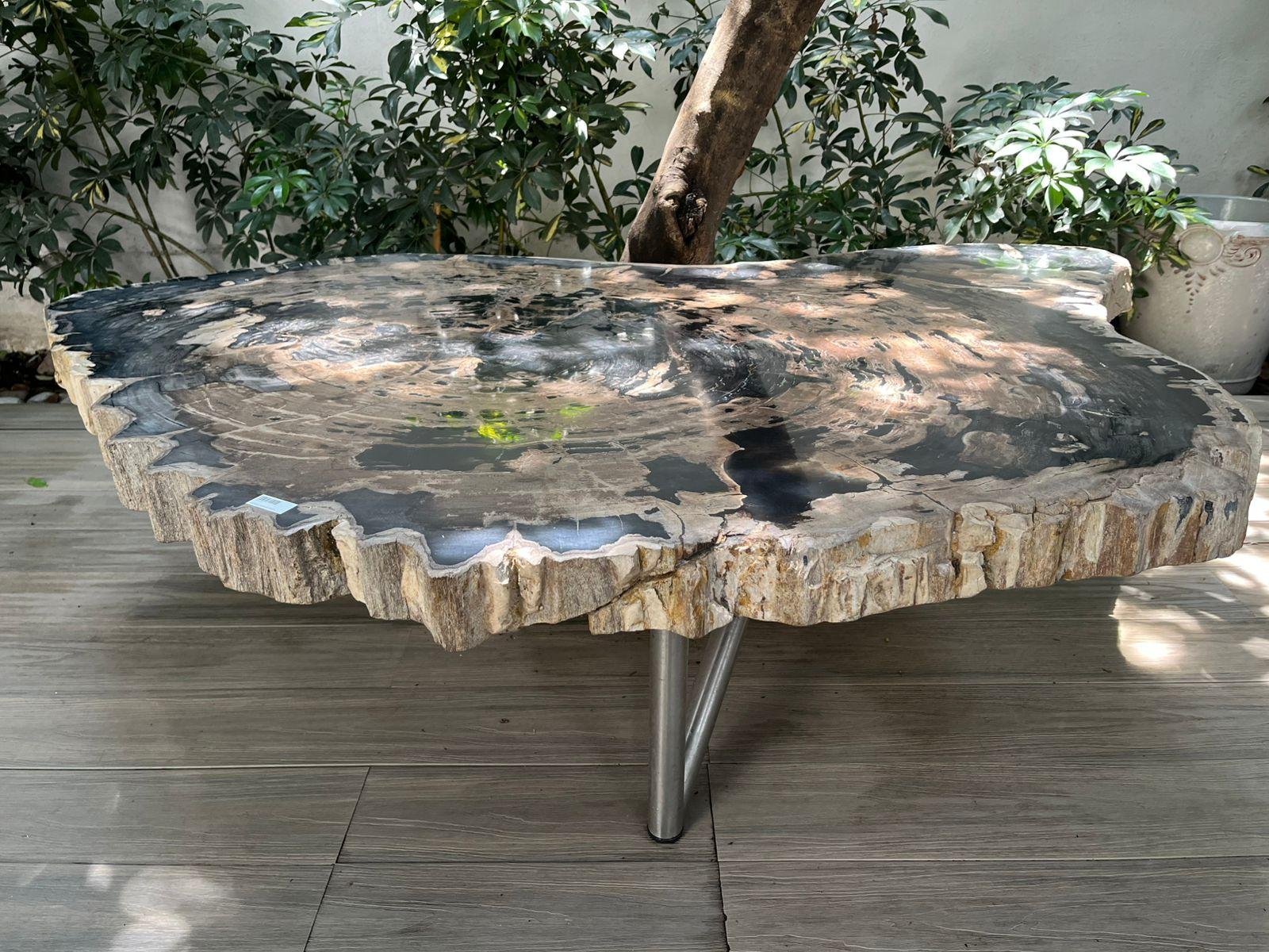 Mexican Petrified Wood Center or Coffee Table, Natural Shape and Metal Base, Miocene Era