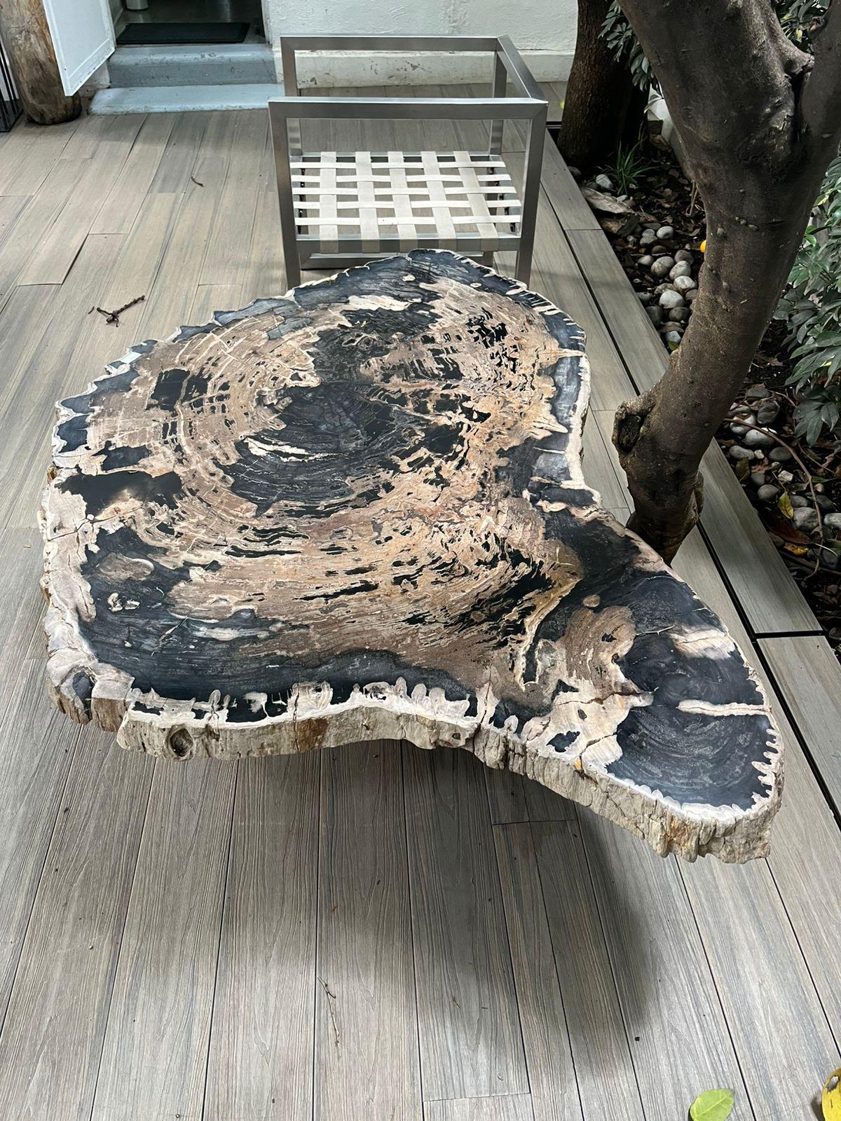 Polished Petrified Wood Center or Coffee Table, Natural Shape and Metal Base, Miocene Era