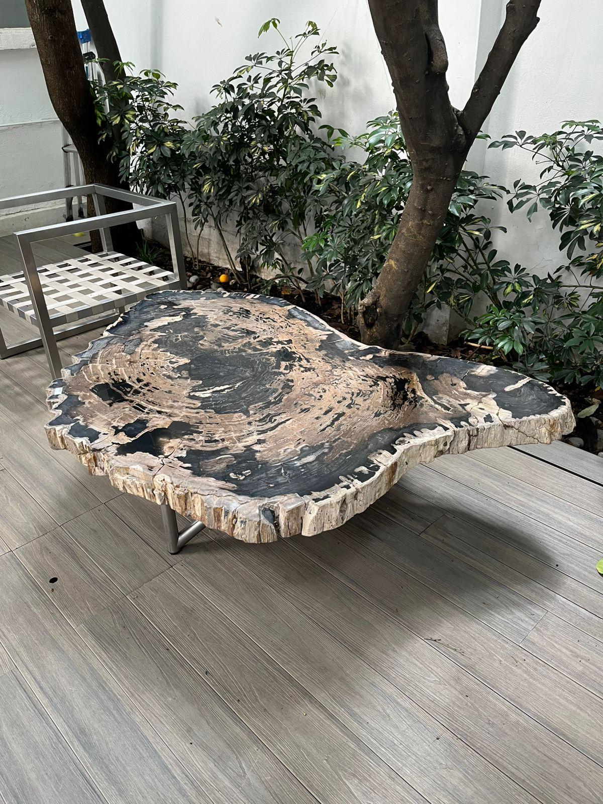 Petrified Wood Center or Coffee Table, Natural Shape and Metal Base, Miocene Era In New Condition In Polanco, CDMX