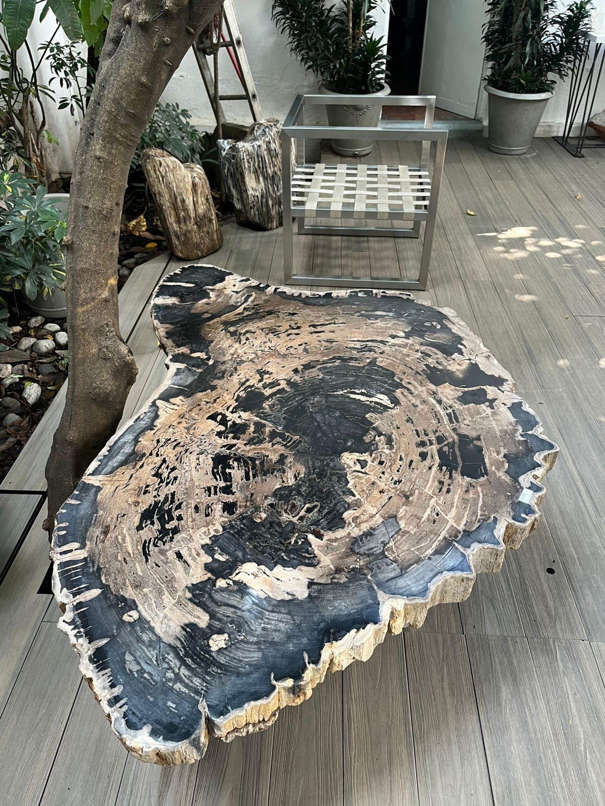 Contemporary Petrified Wood Center or Coffee Table, Natural Shape and Metal Base, Miocene Era