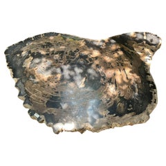 Petrified Wood Center or Coffee Table, Natural Shape and Metal Base, Miocene Era