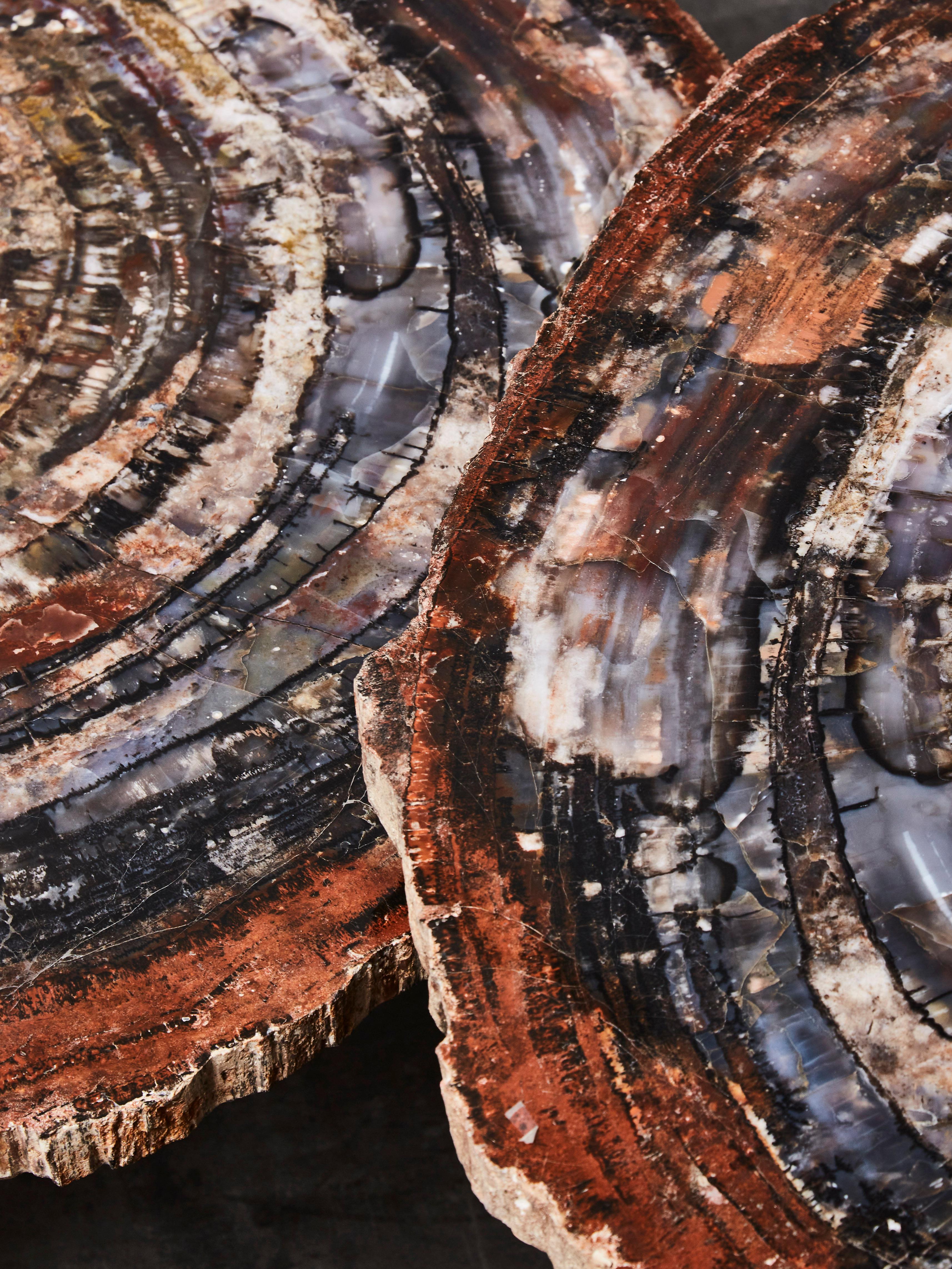 Contemporary Petrified Wood Coffee Table at Cost Price