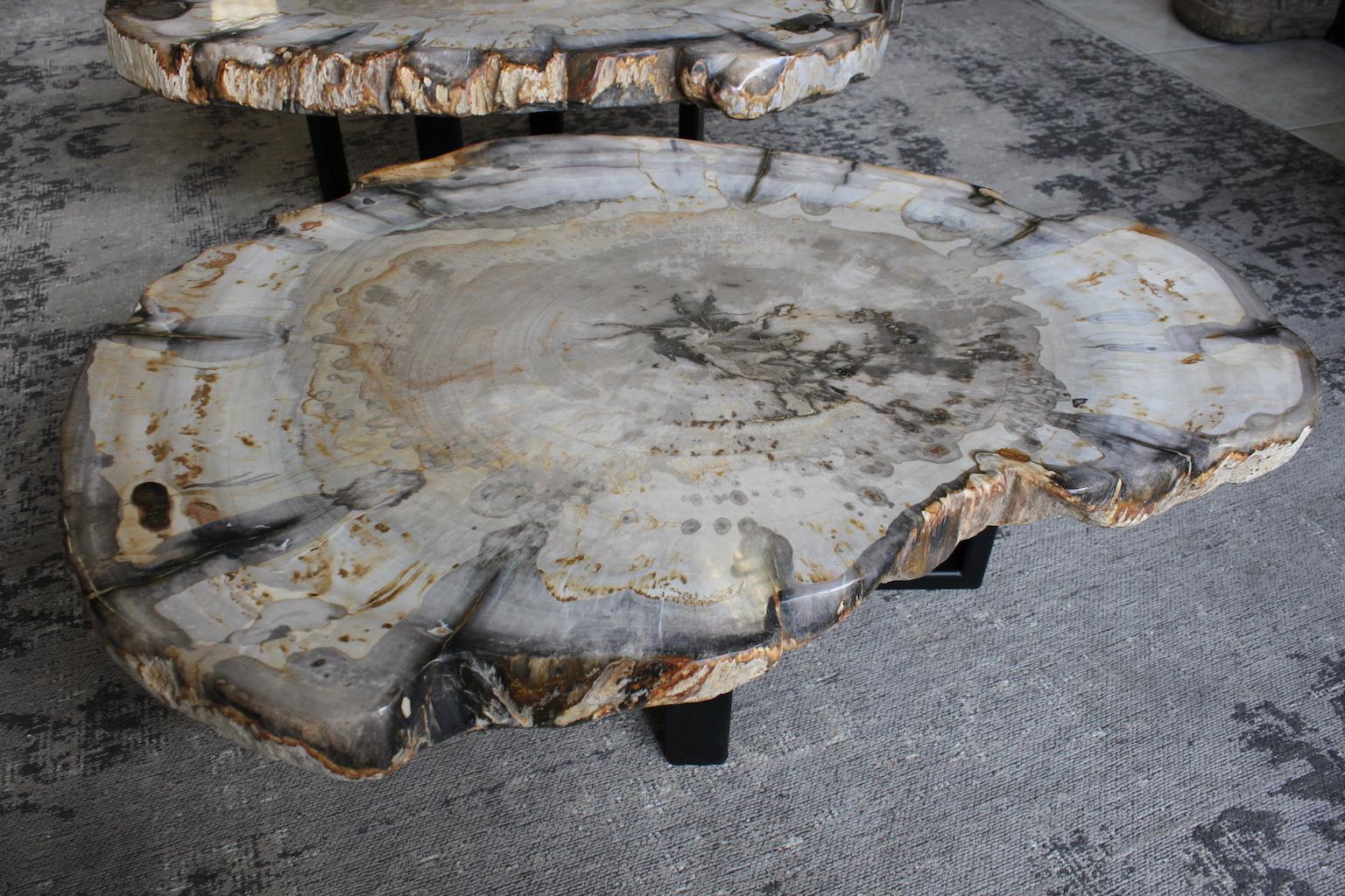 French Petrified Wood Coffee Table