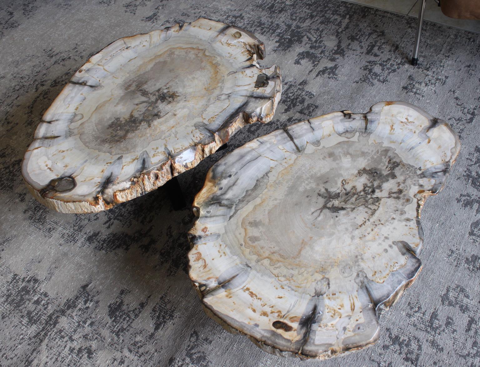 Polished Petrified Wood Coffee Table