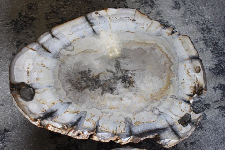 Petrified Wood Coffee Table main image 1